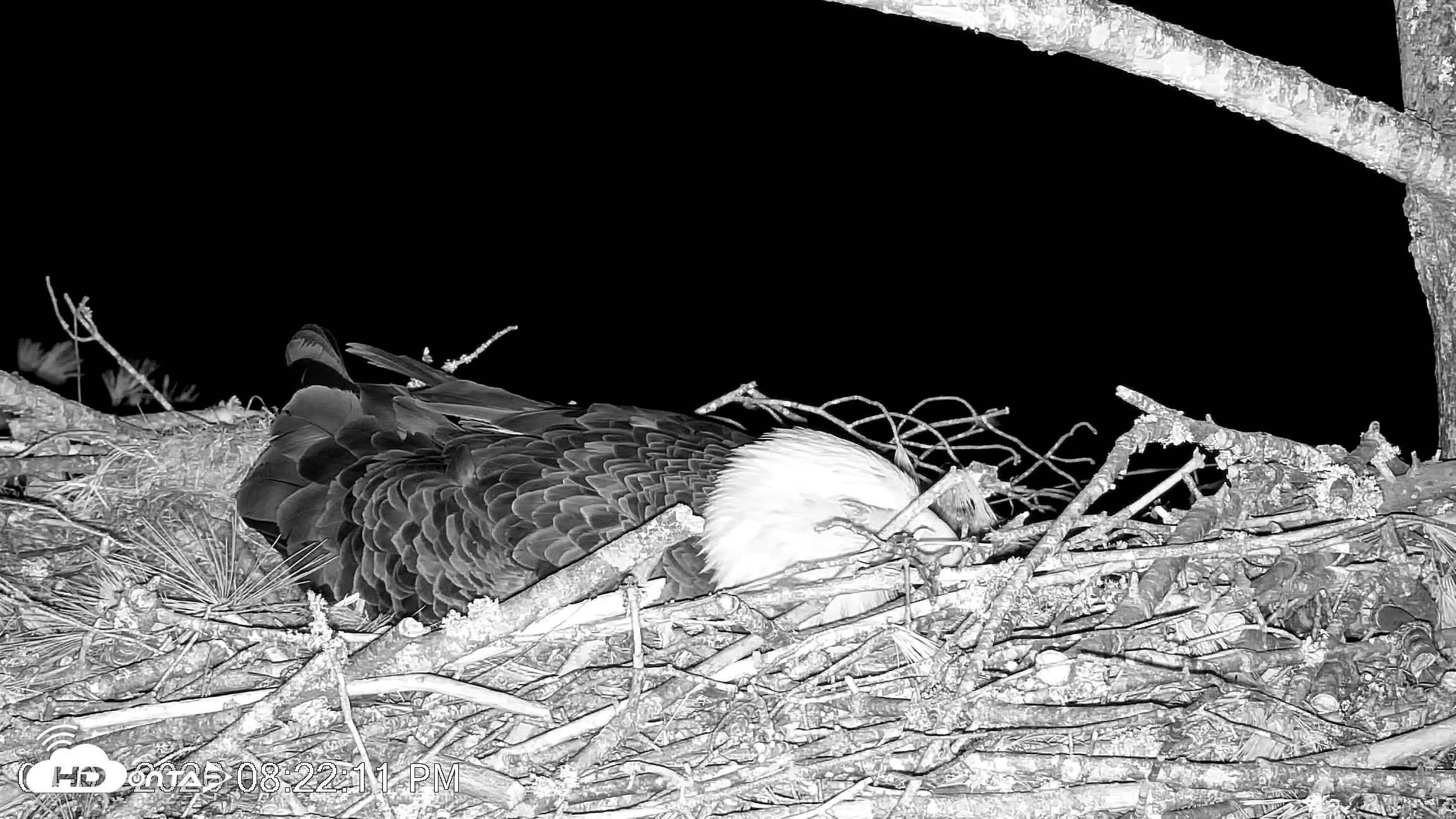 Snapshot of VINS Bald Eagles Nest Live Cams taken Apr 7, 2026, 8:22pm EDT