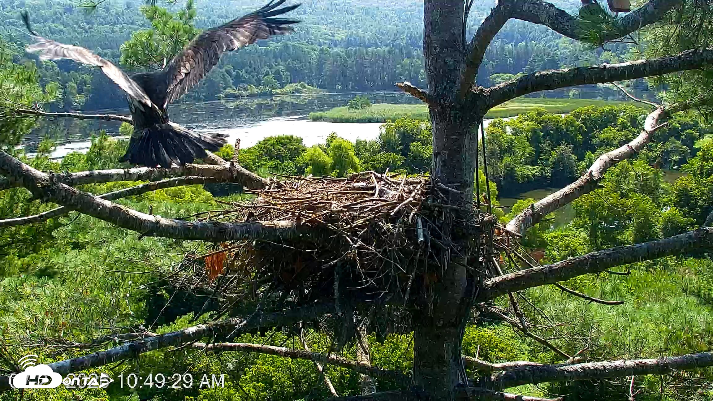 Snapshot of VINS Bald Eagles Nest Live Cams taken Jul 27, 2026, 10:50am EDT