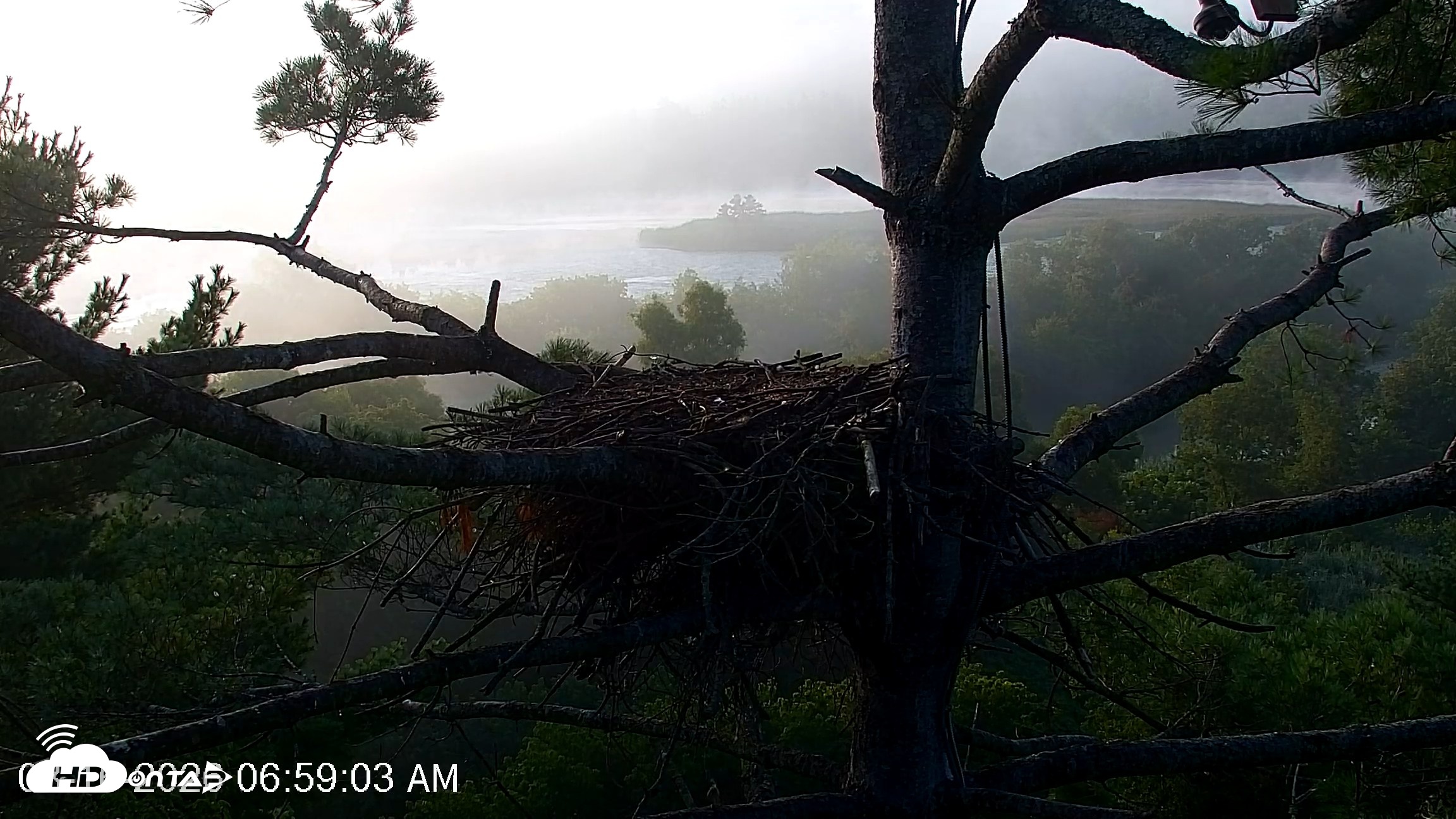 Snapshot of VINS Bald Eagles Nest Live Cams taken Aug 16, 2026, 6:59am EDT