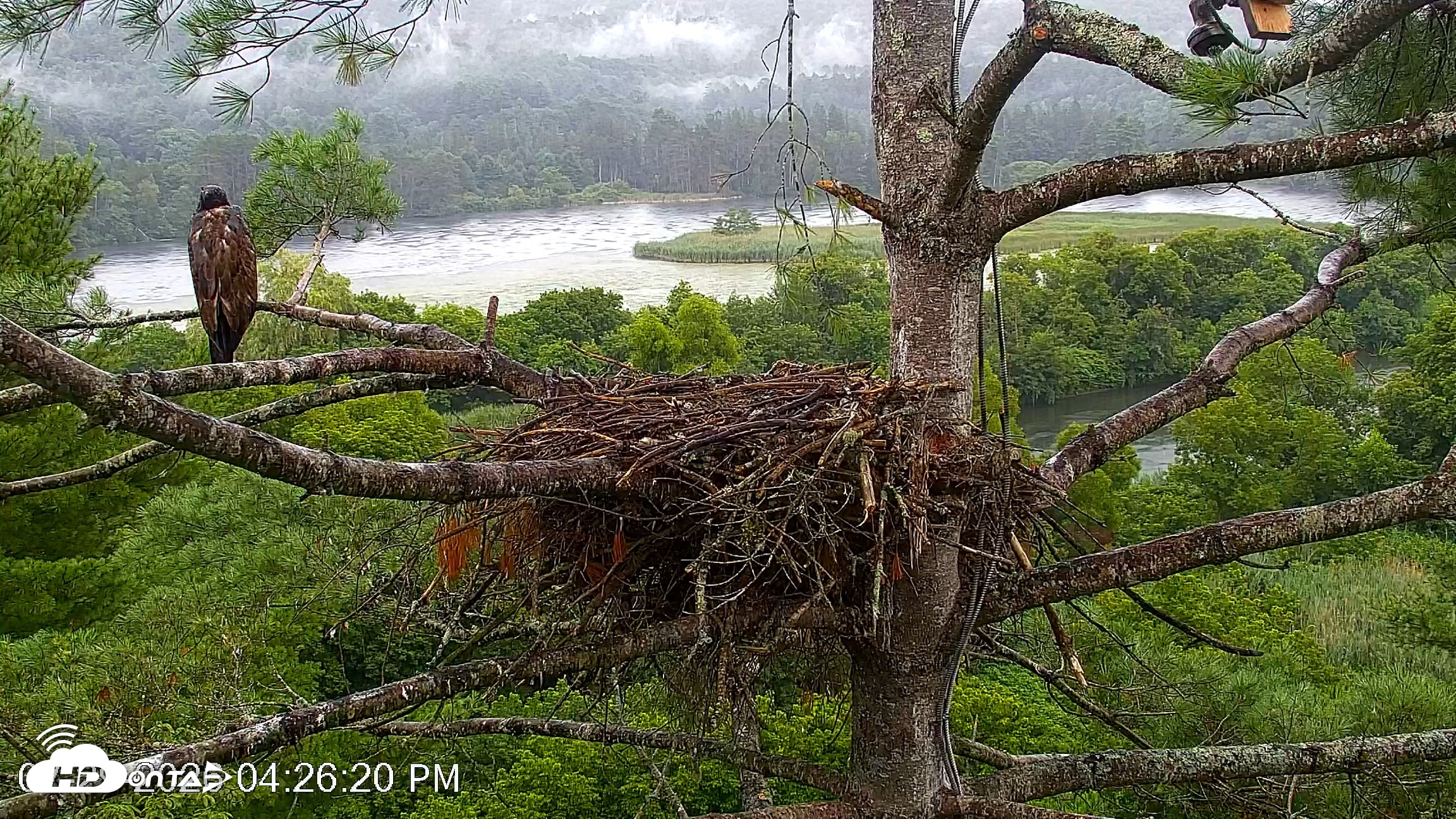 Snapshot of VINS Bald Eagles Nest Live Cams taken Jul 29, 2026, 4:27pm EDT