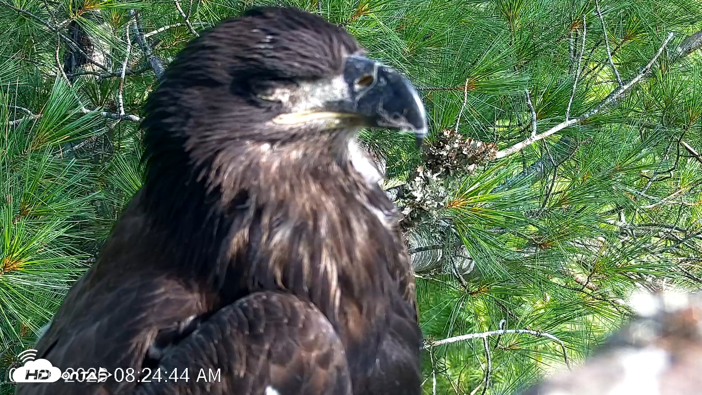 Snapshot of VINS Bald Eagles Nest Live Cams taken Jul 26, 2026, 8:25am EDT