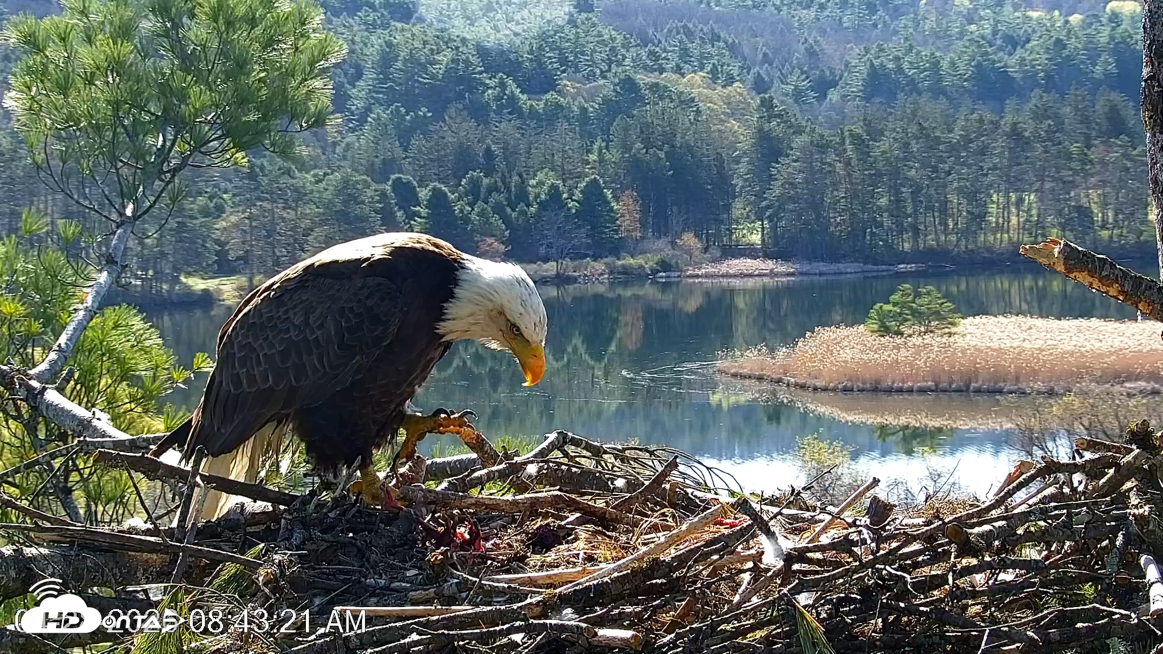 Snapshot of VINS Bald Eagles Nest Live Cams taken Apr 28, 2026, 8:43am EDT
