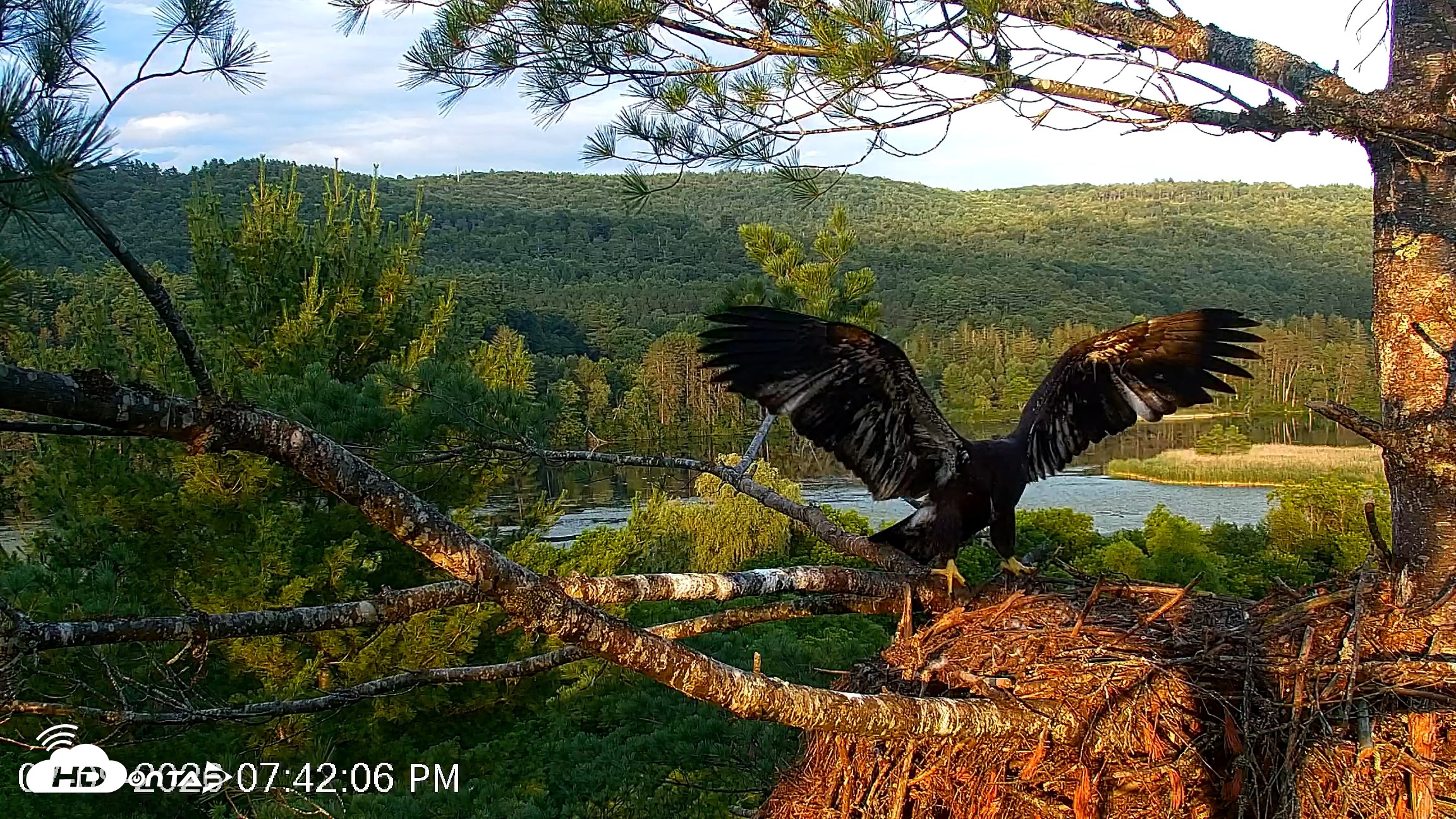 Snapshot of VINS Bald Eagles Nest Live Cams taken Jul 9, 2026, 7:42pm EDT