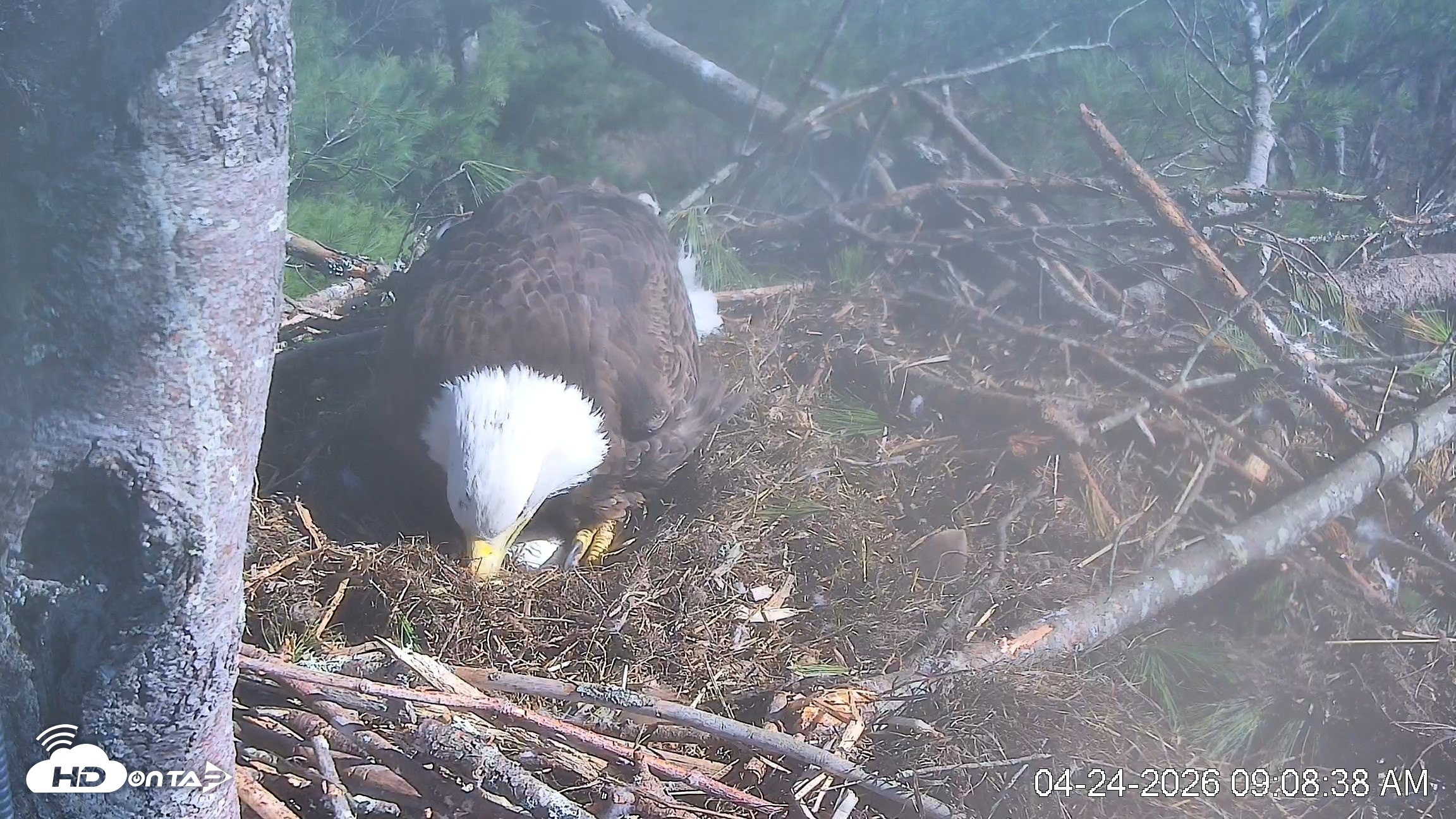 Snapshot of VINS Bald Eagles Nest Live Cams taken Apr 24, 2026, 9:09am EDT