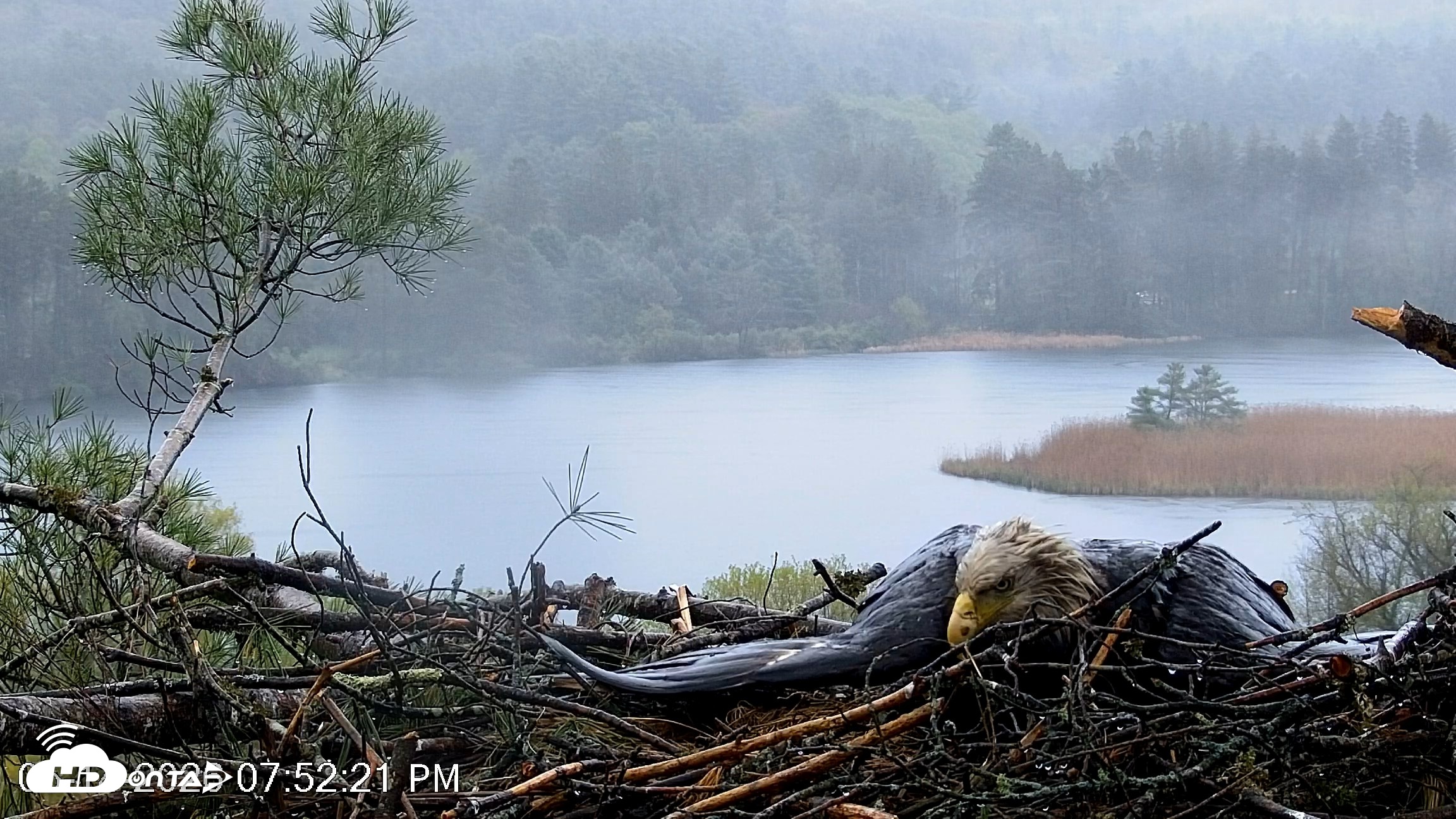 Snapshot of VINS Bald Eagles Nest Live Cams taken May 14, 2026, 7:53pm EDT