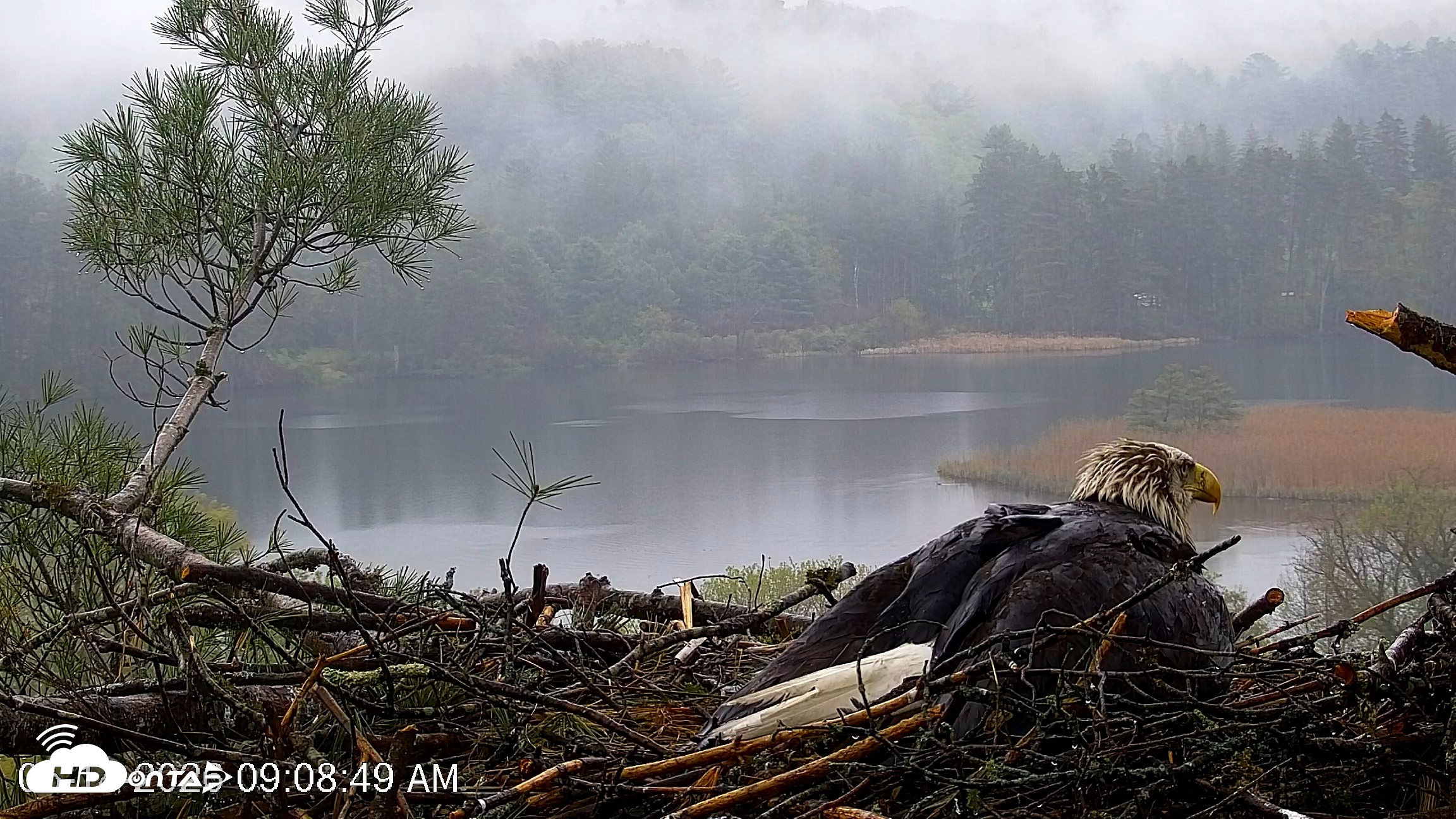 Snapshot of VINS Bald Eagles Nest Live Cams taken May 14, 2026, 9:09am EDT