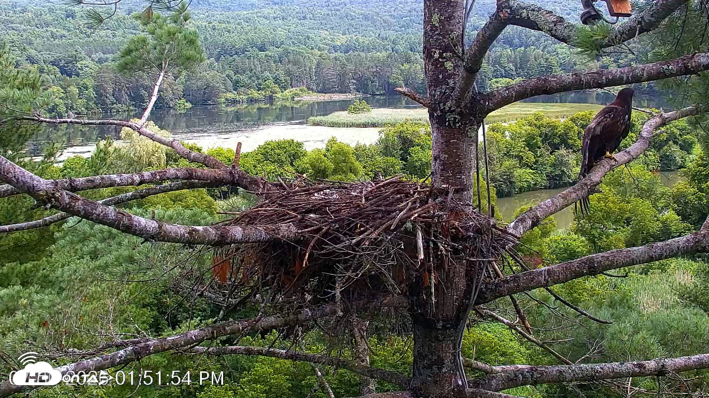 Snapshot of VINS Bald Eagles Nest Live Cams taken Jul 30, 2026, 1:52pm EDT