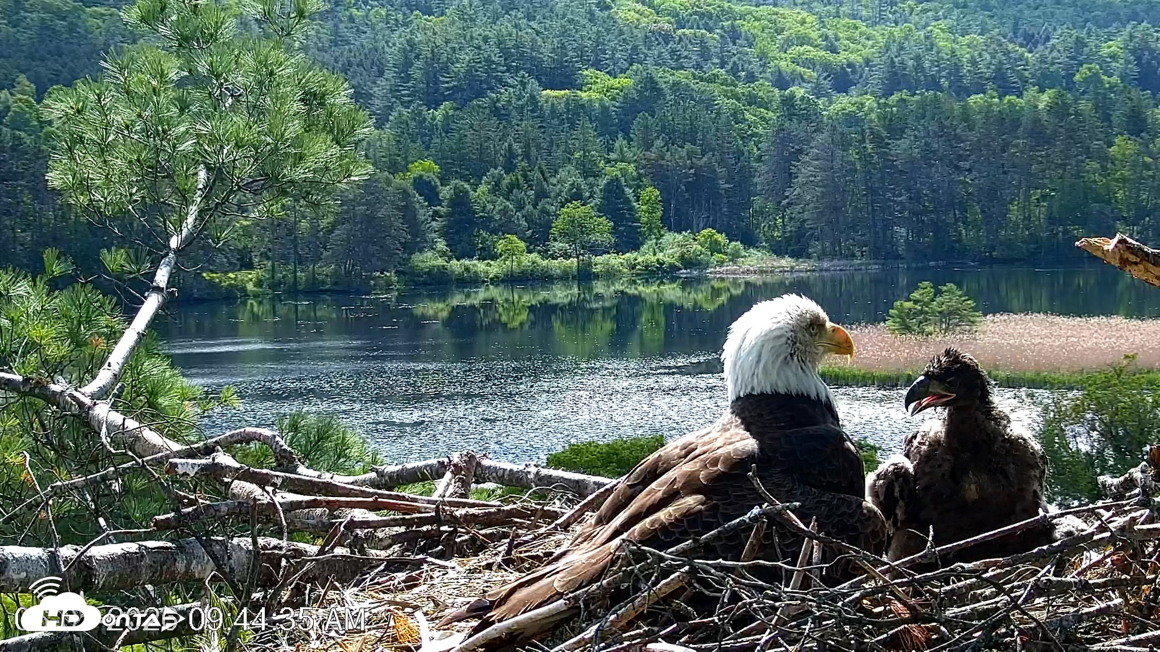 Snapshot of VINS Bald Eagles Nest Live Cams taken Jun 1, 2026, 9:45am EDT