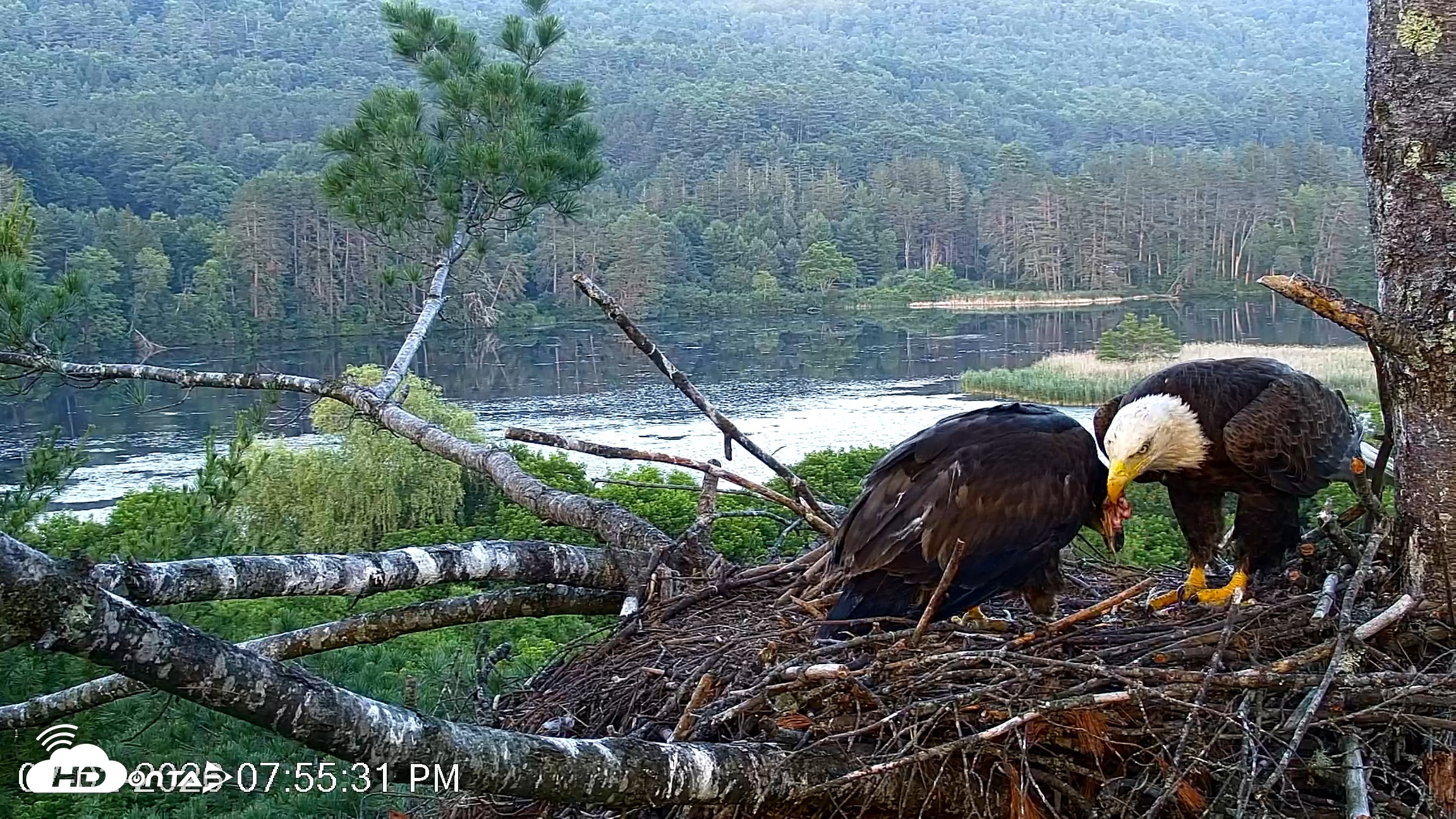 Snapshot of VINS Bald Eagles Nest Live Cams taken Jul 2, 2026, 7:56pm EDT
