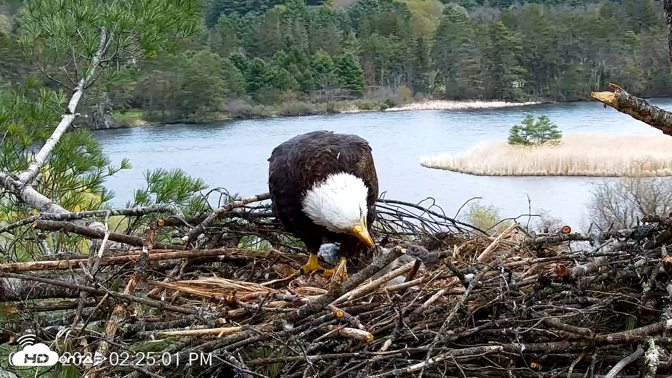 Snapshot of VINS Bald Eagles Nest Live Cams taken May 3, 2026, 2:25pm EDT