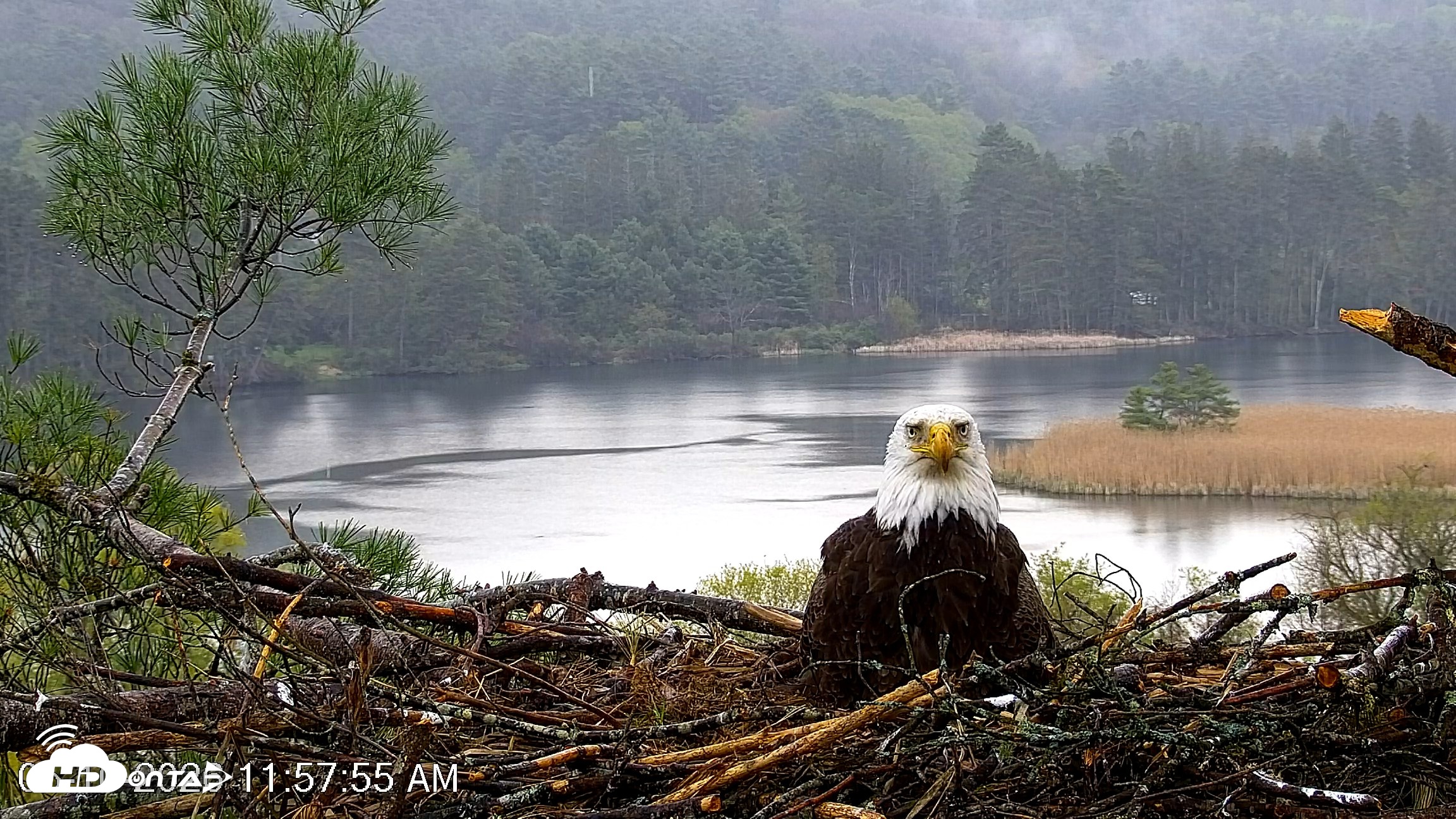 Snapshot of VINS Bald Eagles Nest Live Cams taken May 10, 2026, 12:02pm EDT