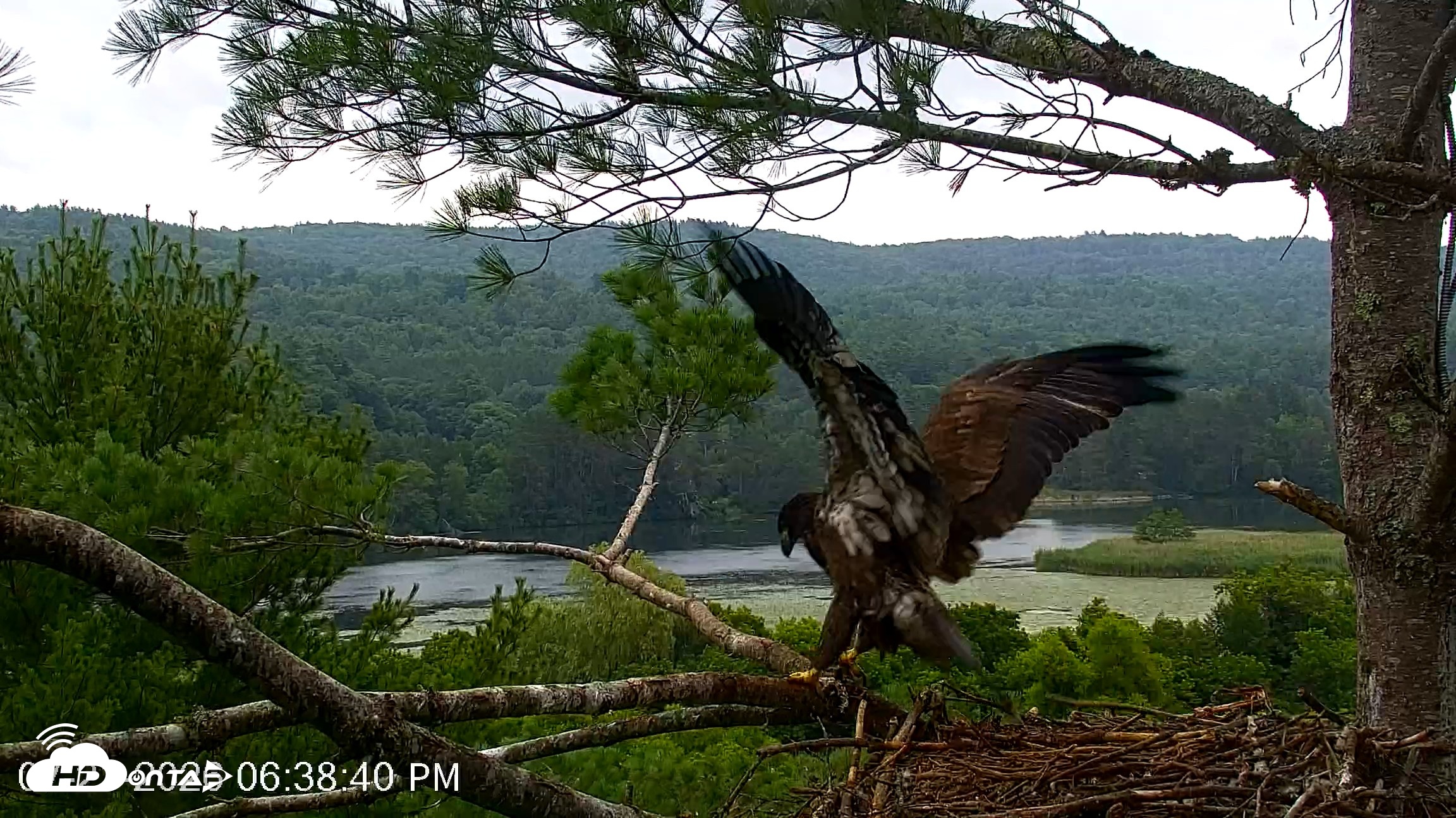 Snapshot of VINS Bald Eagles Nest Live Cams taken Jul 21, 2026, 6:39pm EDT