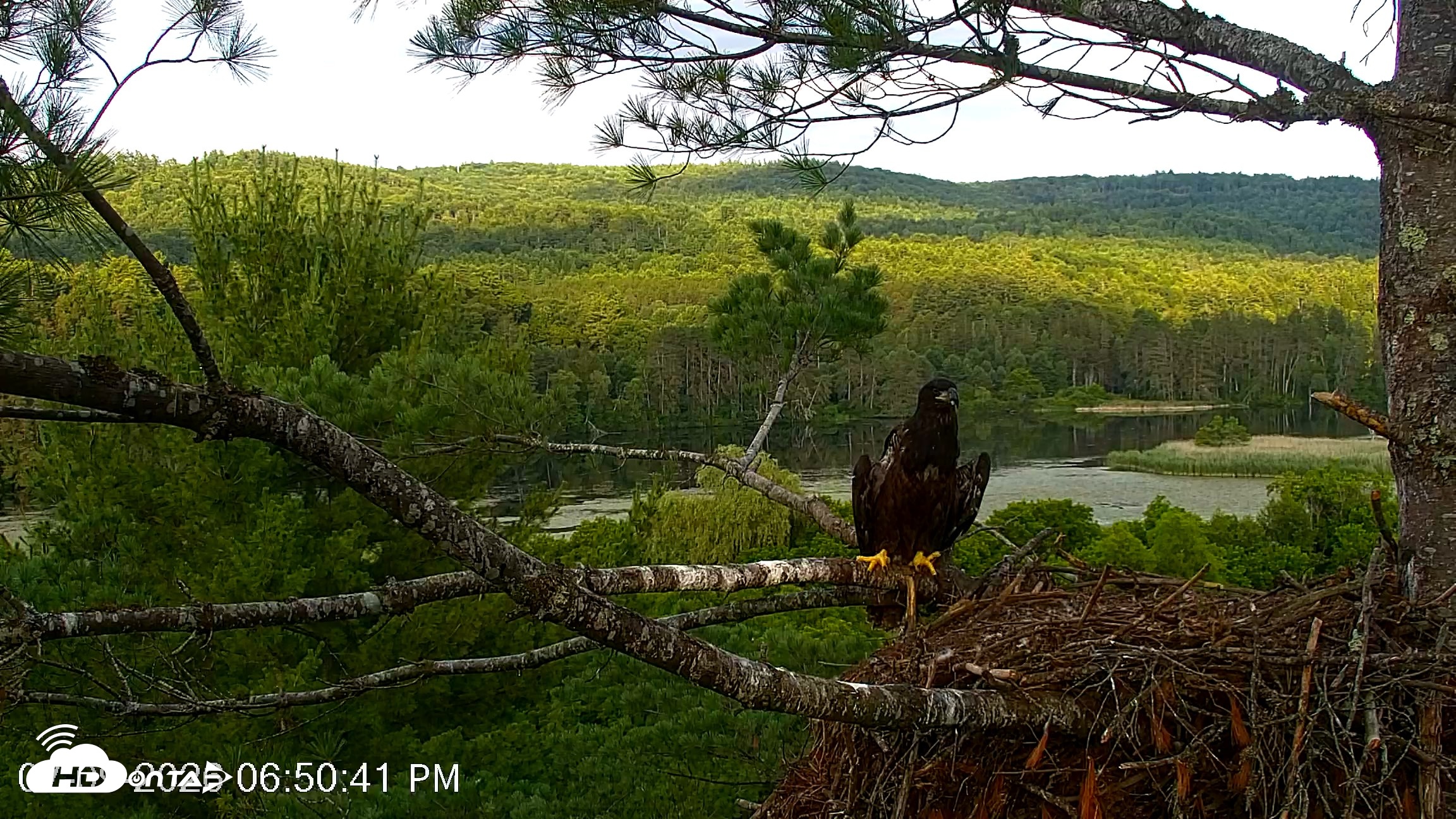 Snapshot of VINS Bald Eagles Nest Live Cams taken Jul 9, 2026, 6:51pm EDT