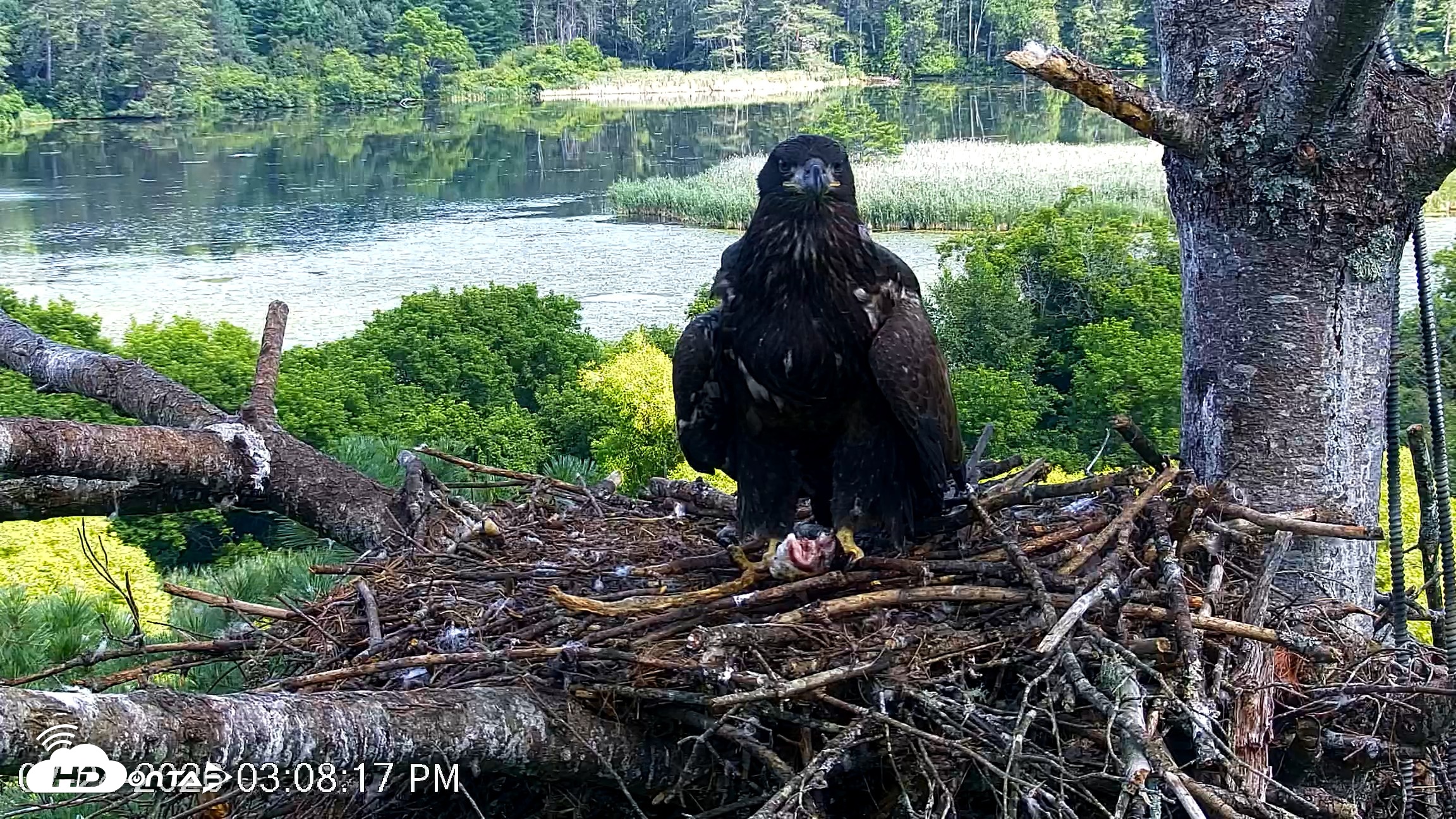 Snapshot of VINS Bald Eagles Nest Live Cams taken Jul 24, 2026, 3:09pm EDT