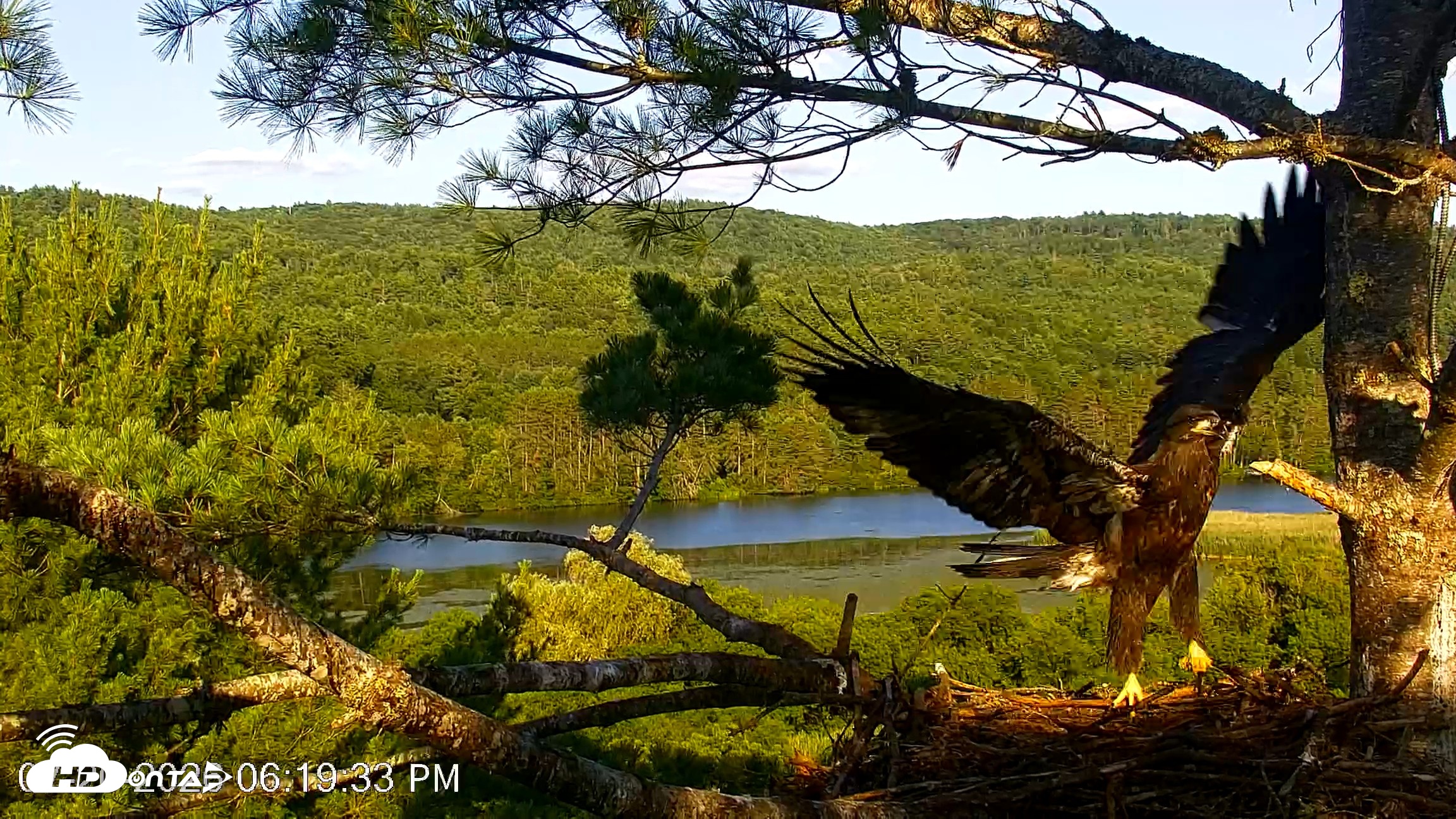 Snapshot of VINS Bald Eagles Nest Live Cams taken Jul 20, 2026, 6:20pm EDT
