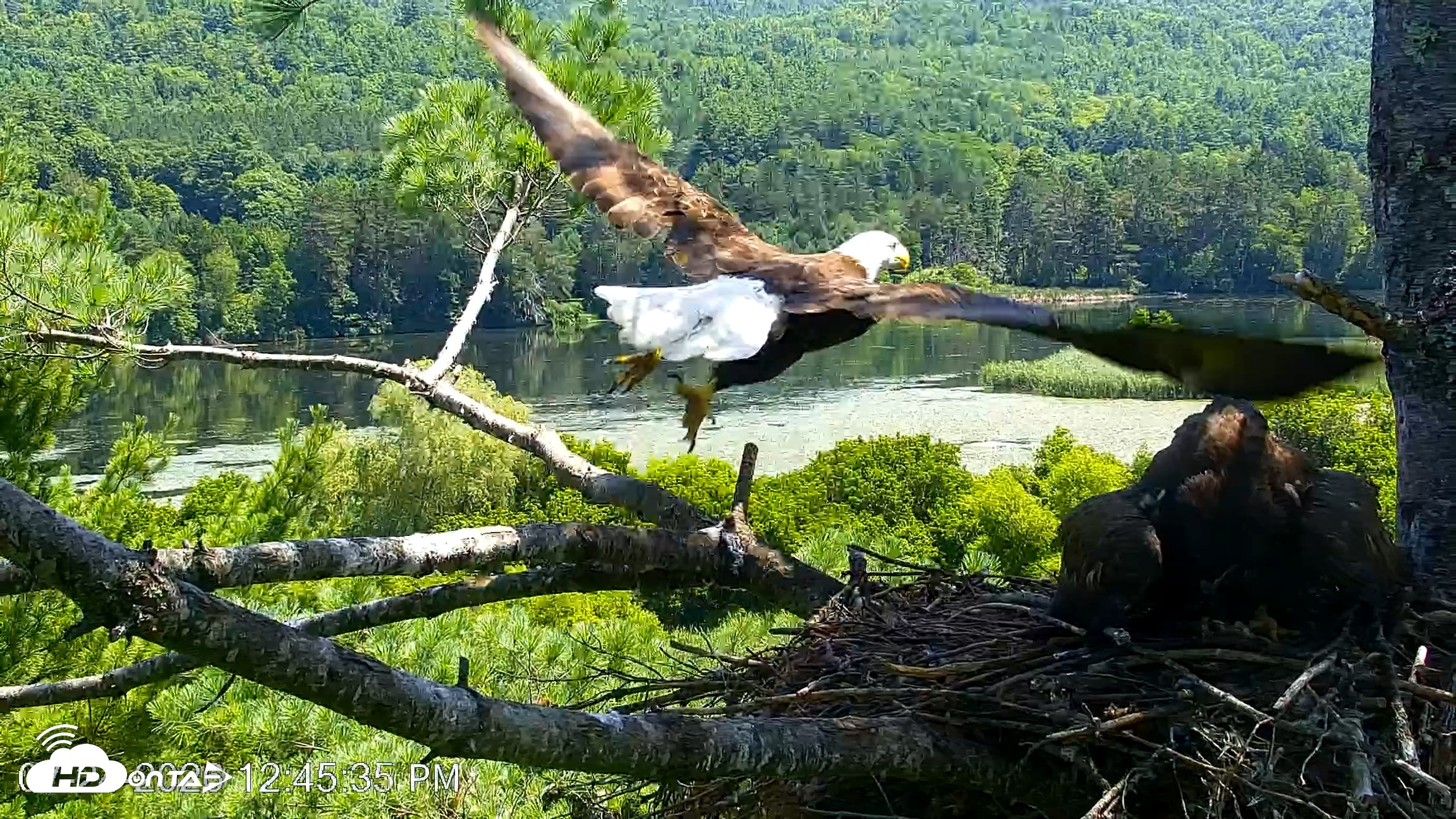 Snapshot of VINS Bald Eagles Nest Live Cams taken Jul 24, 2026, 12:46pm EDT