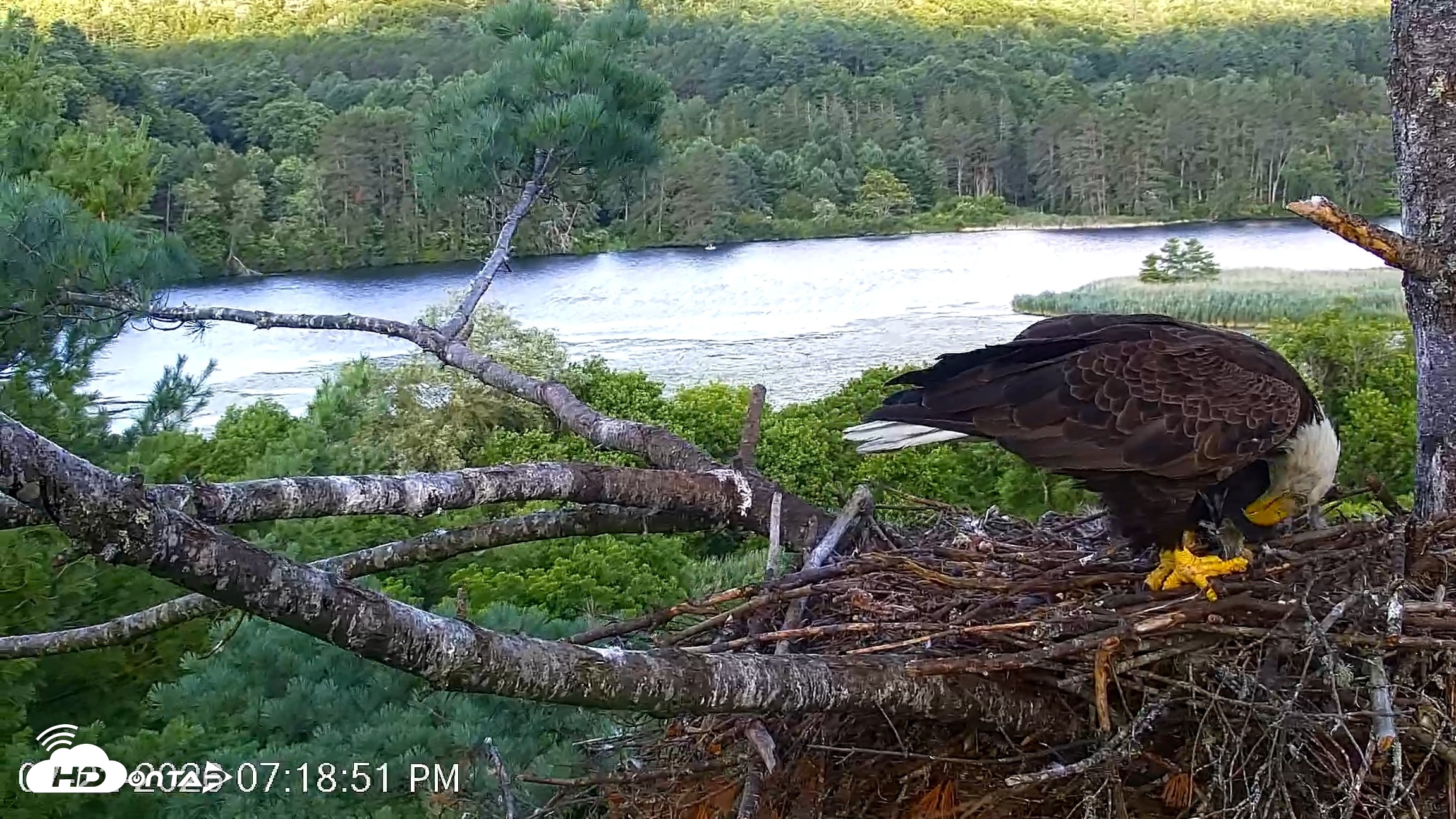 Snapshot of VINS Bald Eagles Nest Live Cams taken Jul 22, 2026, 7:20pm EDT