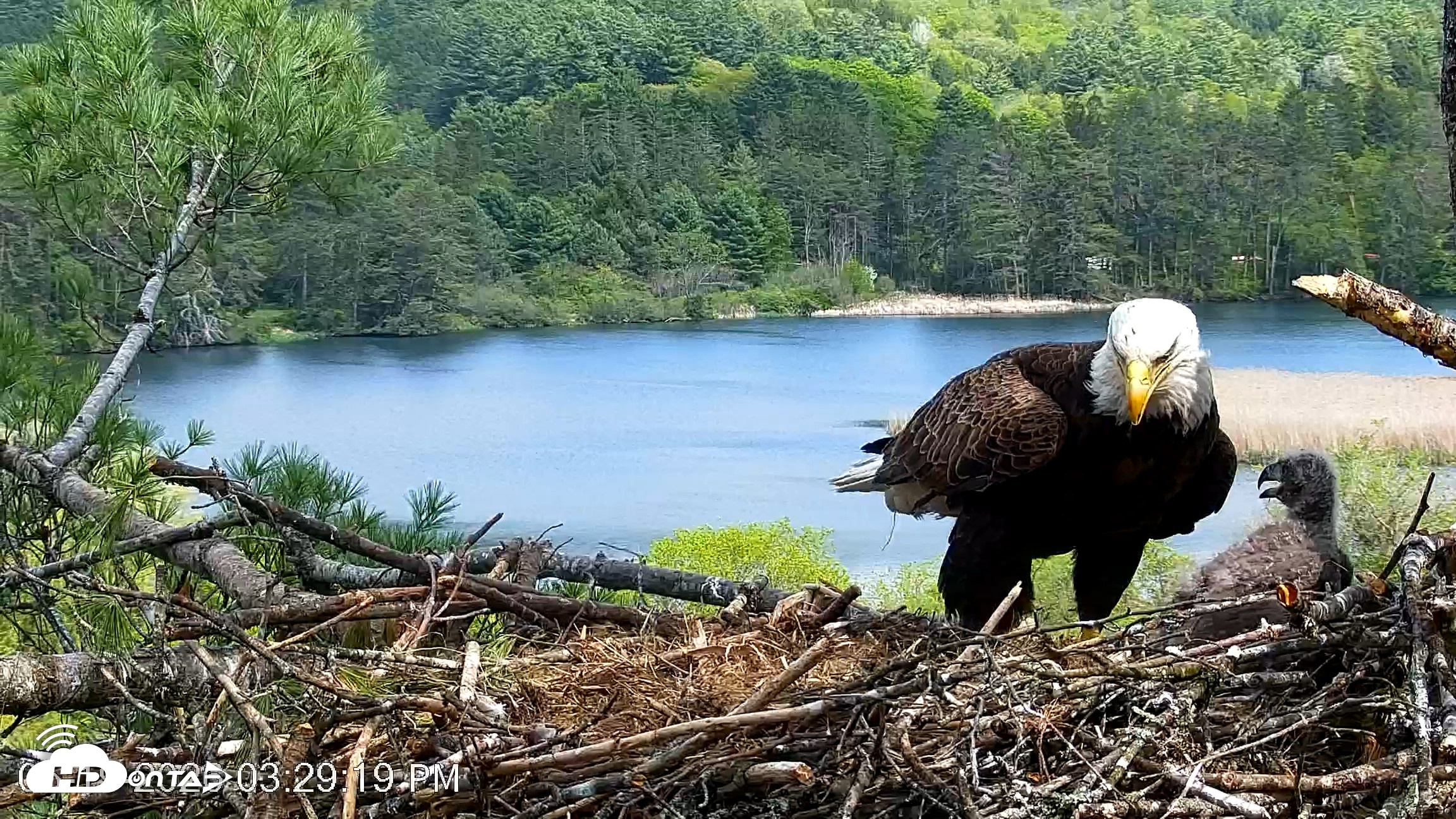 Snapshot of VINS Bald Eagles Nest Live Cams taken May 19, 2026, 3:30pm EDT