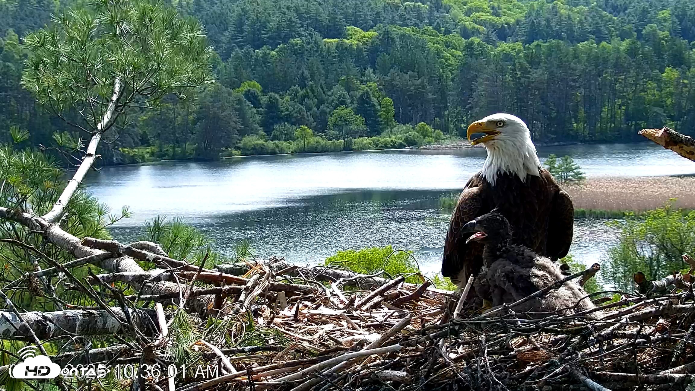 Snapshot of VINS Bald Eagles Nest Live Cams taken May 27, 2026, 10:37am EDT