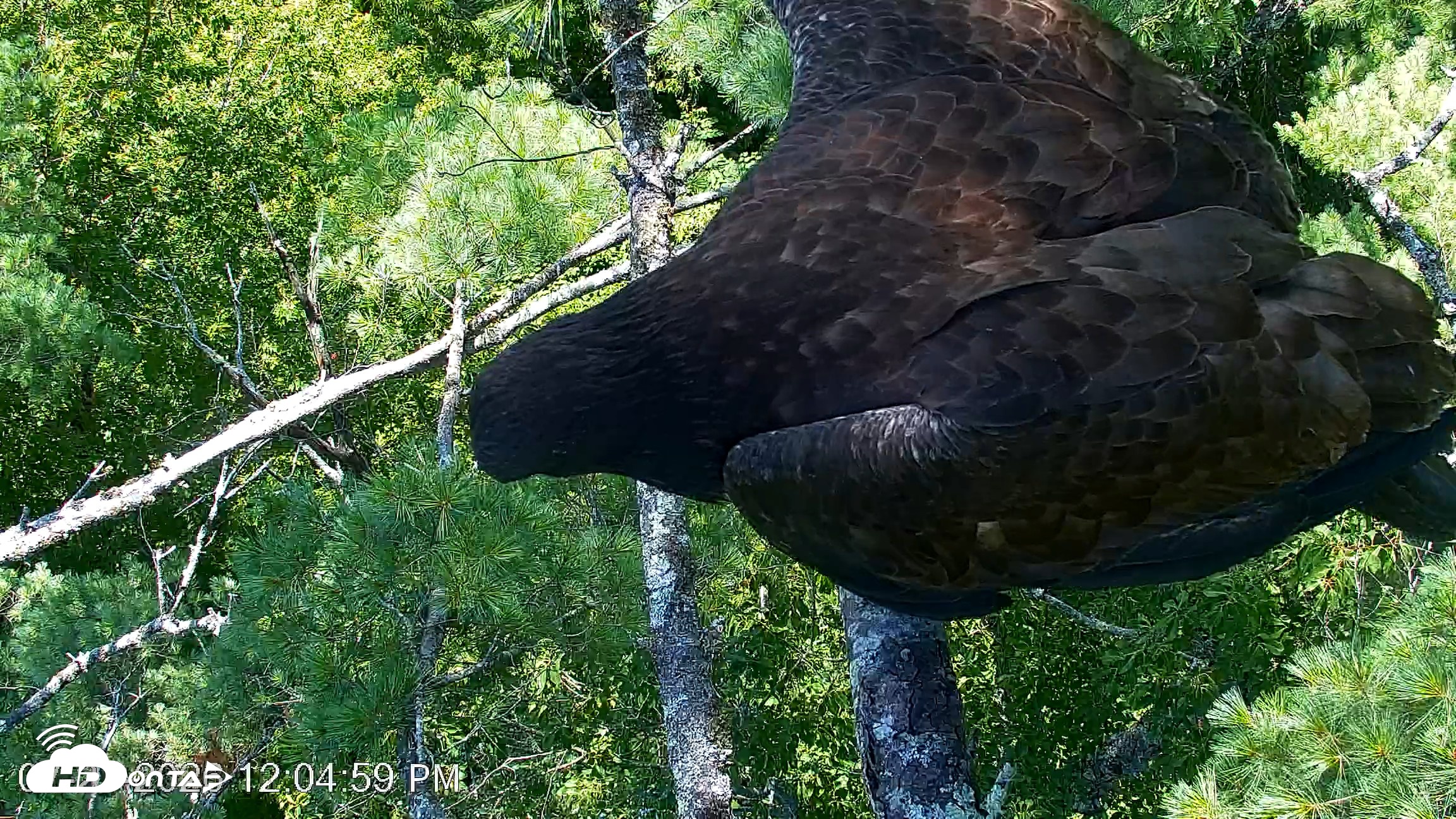 Snapshot of VINS Bald Eagles Nest Live Cams taken Jul 27, 2026, 12:05pm EDT