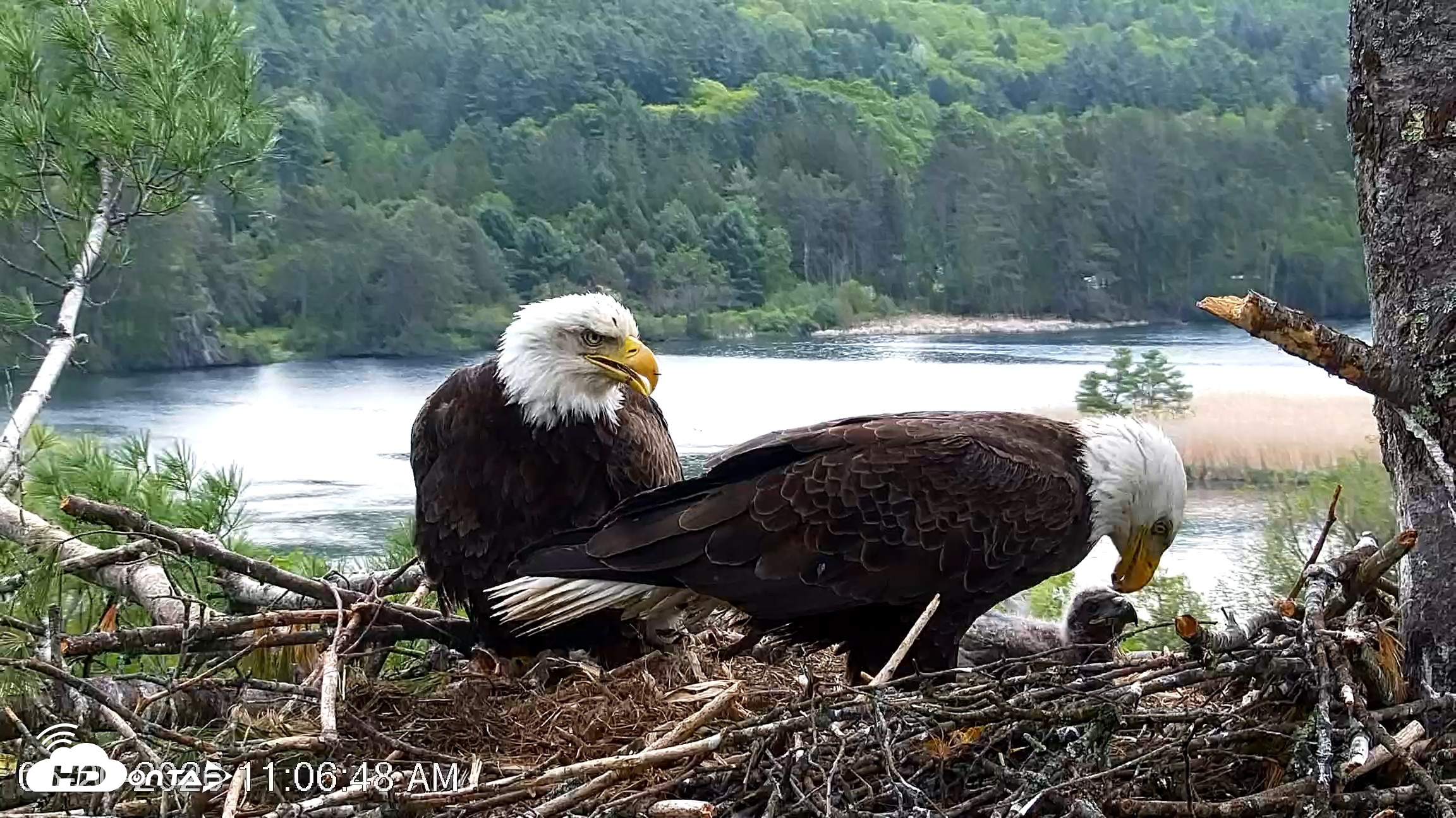 Snapshot of VINS Bald Eagles Nest Live Cams taken May 20, 2026, 11:07am EDT