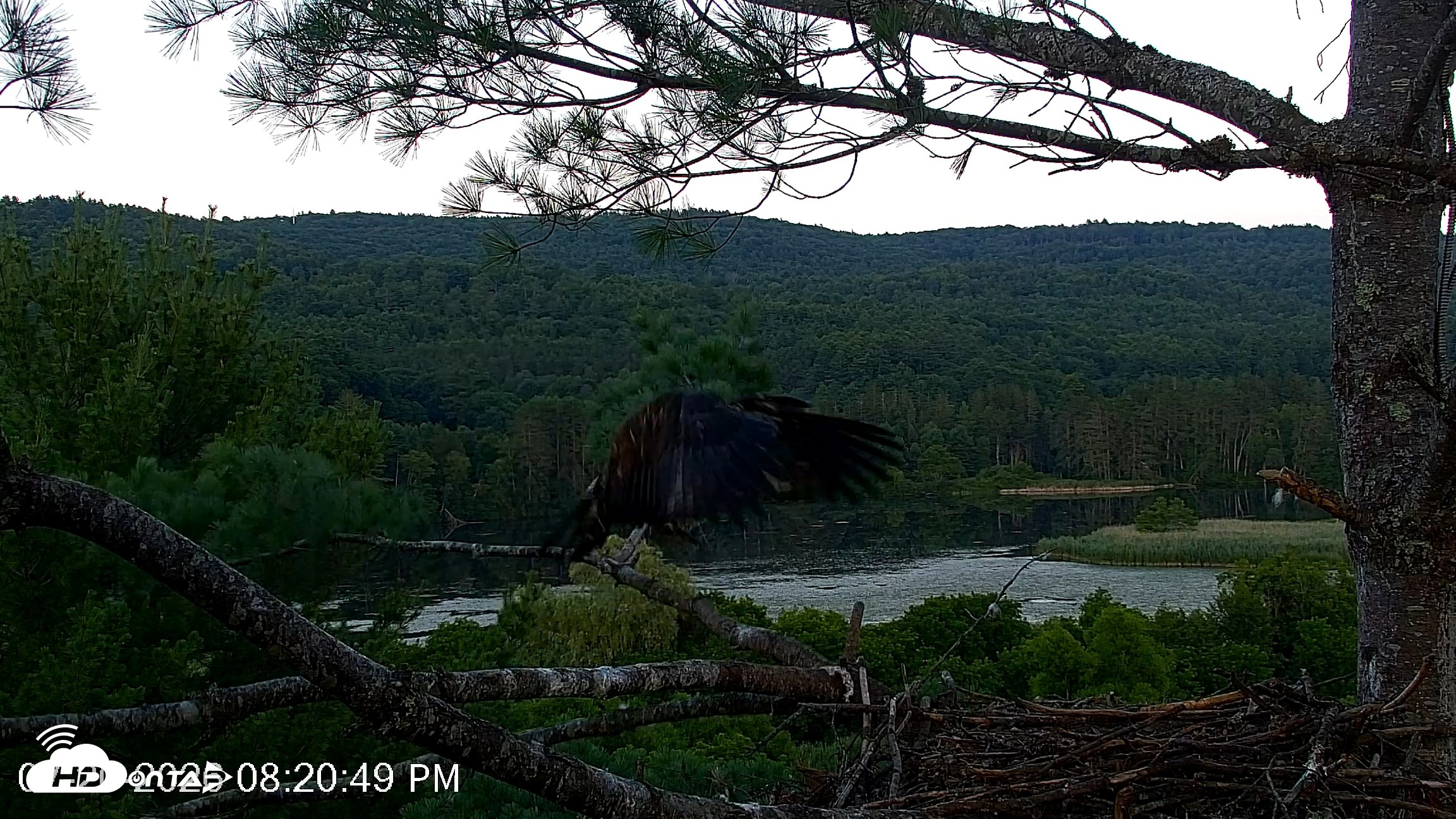 Snapshot of VINS Bald Eagles Nest Live Cams taken Jul 20, 2026, 8:21pm EDT