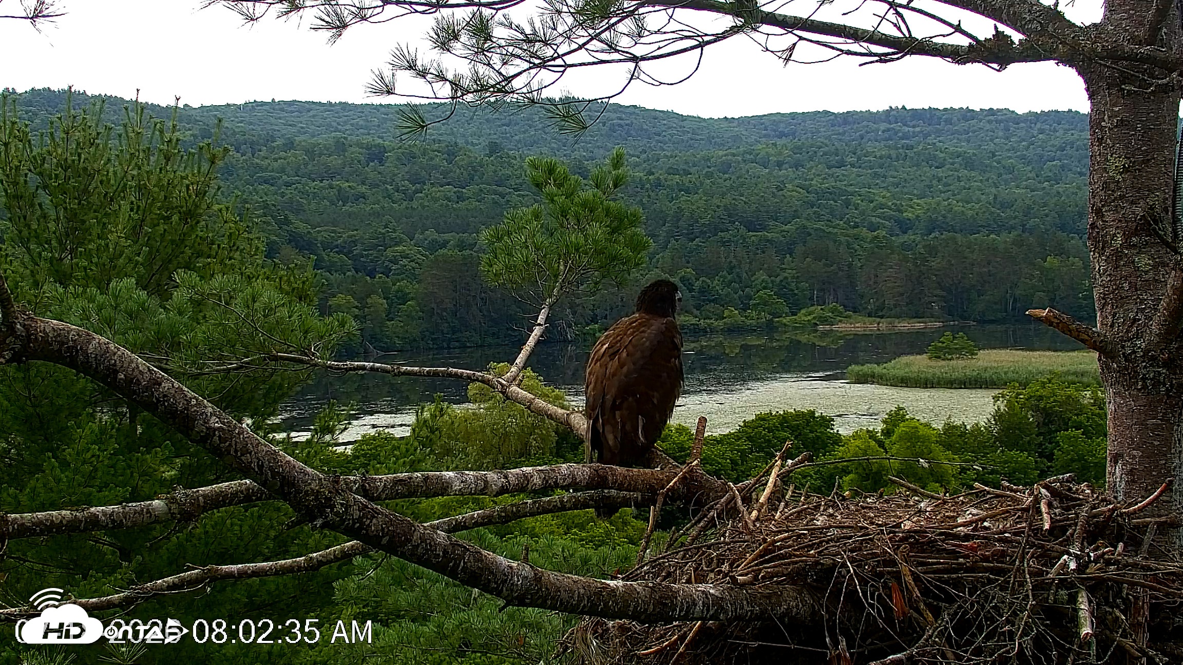 Snapshot of VINS Bald Eagles Nest Live Cams taken Jul 18, 2026, 8:03am EDT