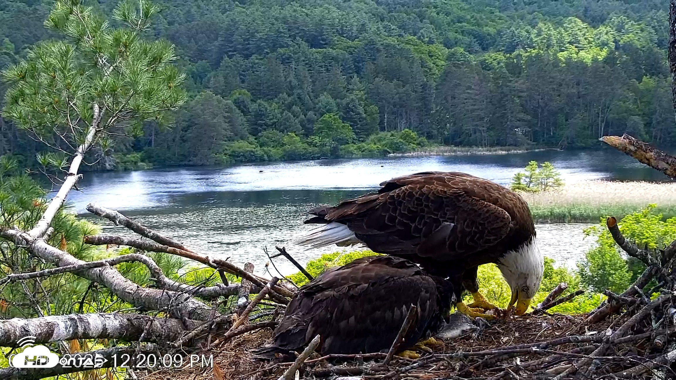 Snapshot of VINS Bald Eagles Nest Live Cams taken Jun 16, 2026, 12:21pm EDT