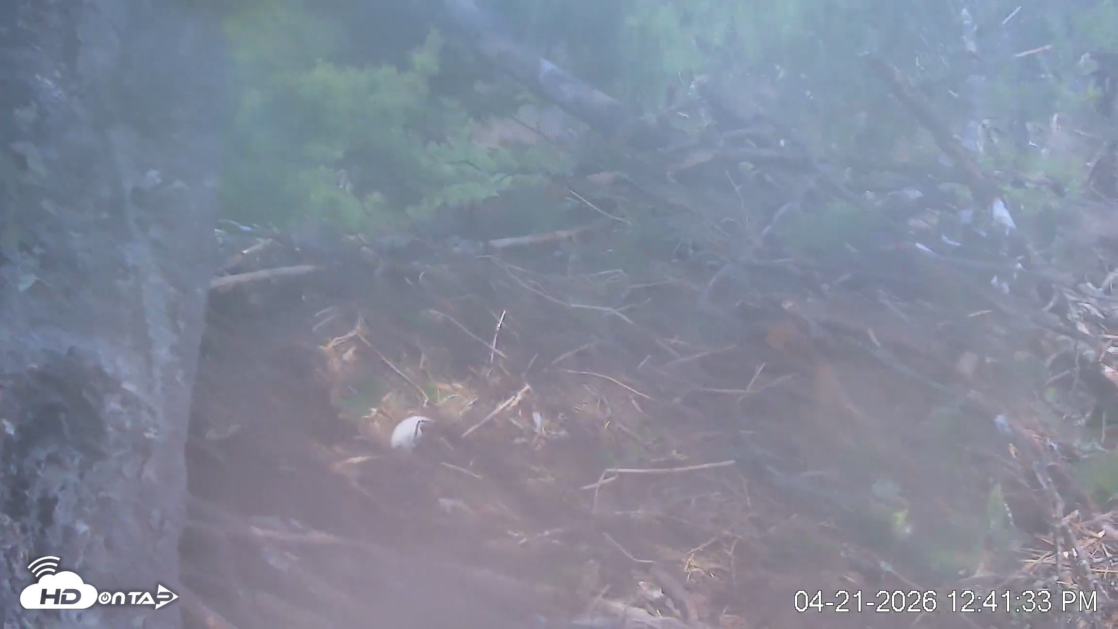 Snapshot of VINS Bald Eagles Nest Live Cams taken Apr 21, 2026, 12:42pm EDT