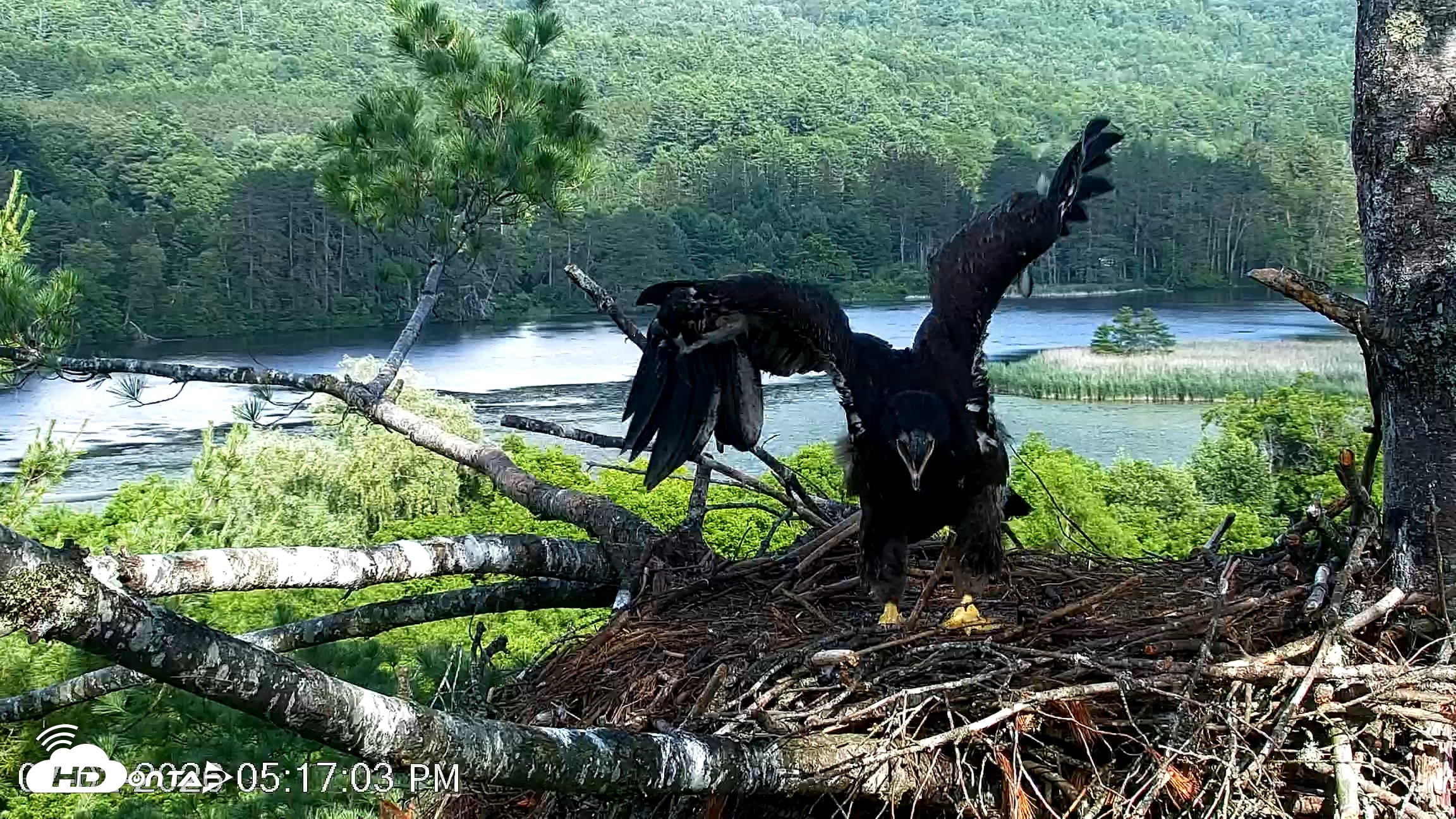 Snapshot of VINS Bald Eagles Nest Live Cams taken Jul 2, 2026, 5:18pm EDT