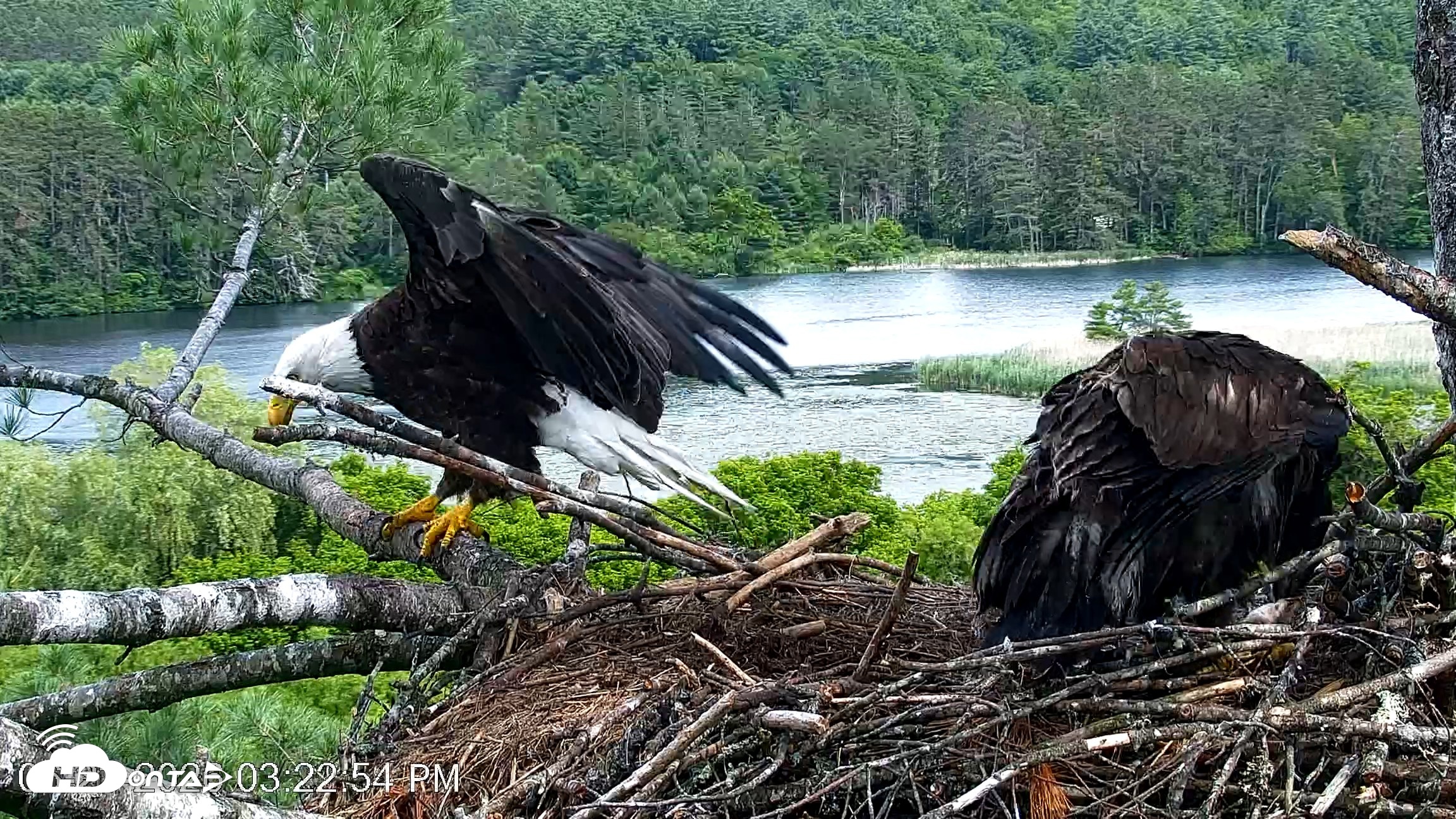 Snapshot of VINS Bald Eagles Nest Live Cams taken Jun 23, 2026, 3:23pm EDT