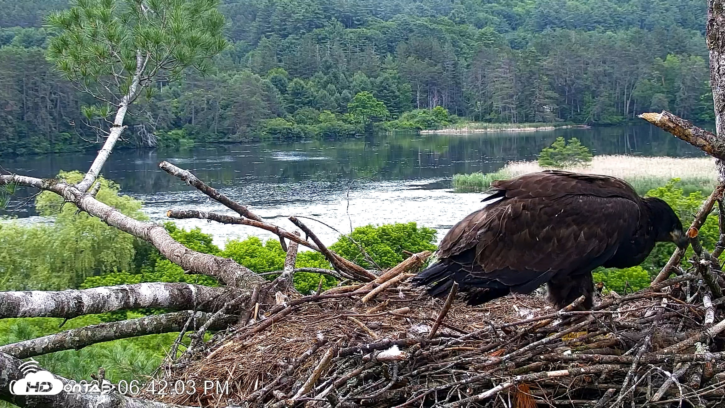 Snapshot of VINS Bald Eagles Nest Live Cams taken Jun 25, 2026, 6:42pm EDT