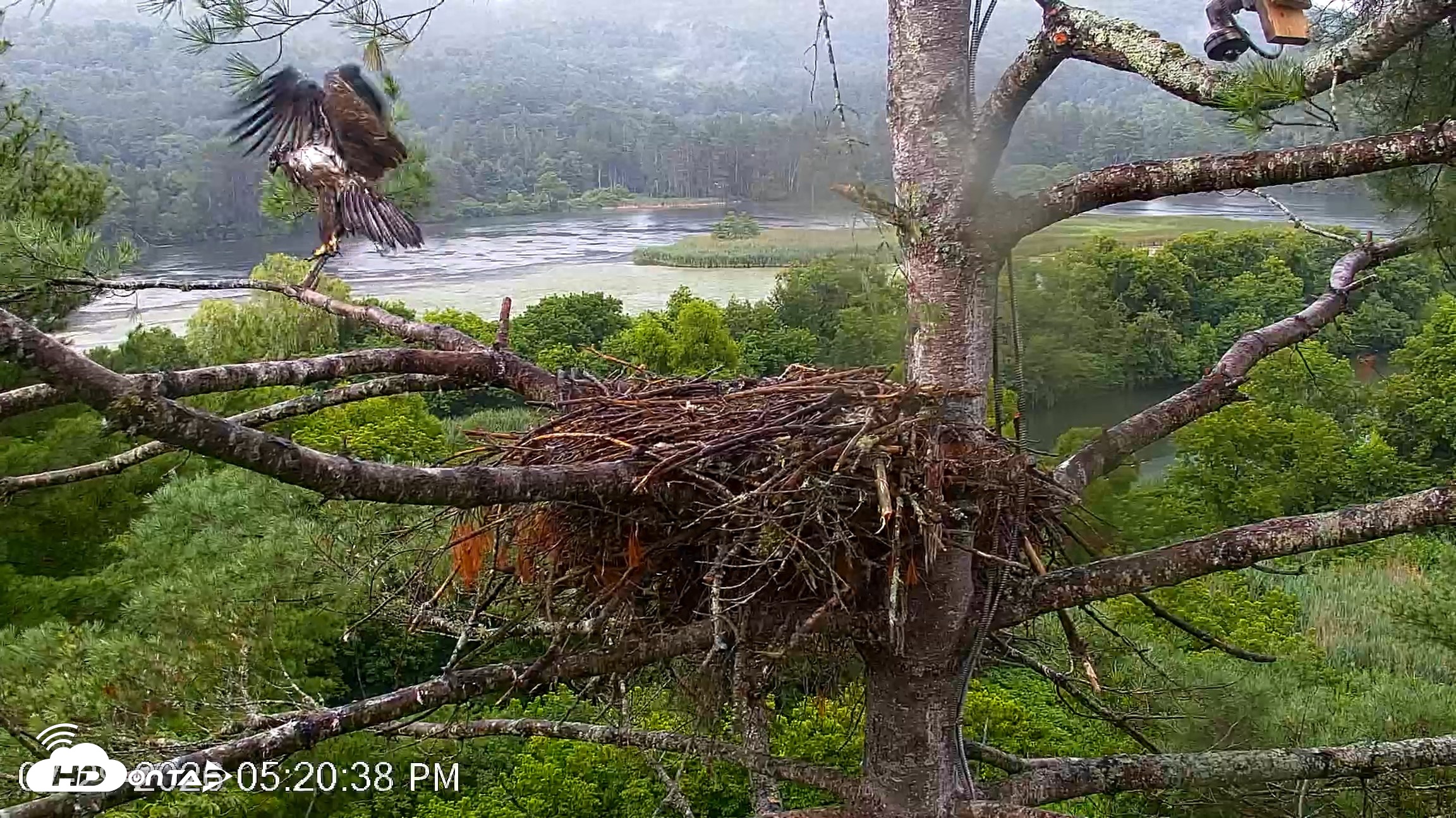 Snapshot of VINS Bald Eagles Nest Live Cams taken Jul 29, 2026, 5:21pm EDT