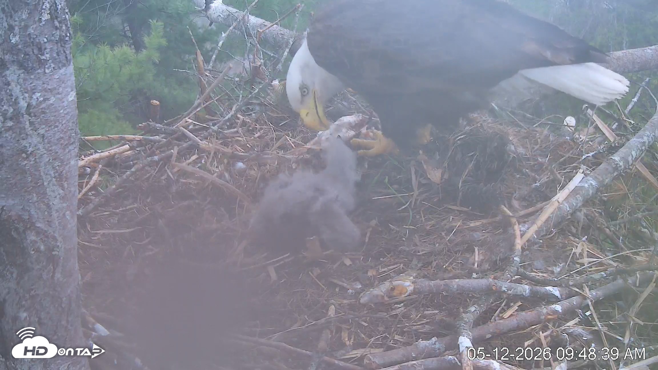 Snapshot of VINS Bald Eagles Nest Live Cams taken May 12, 2026, 9:49am EDT