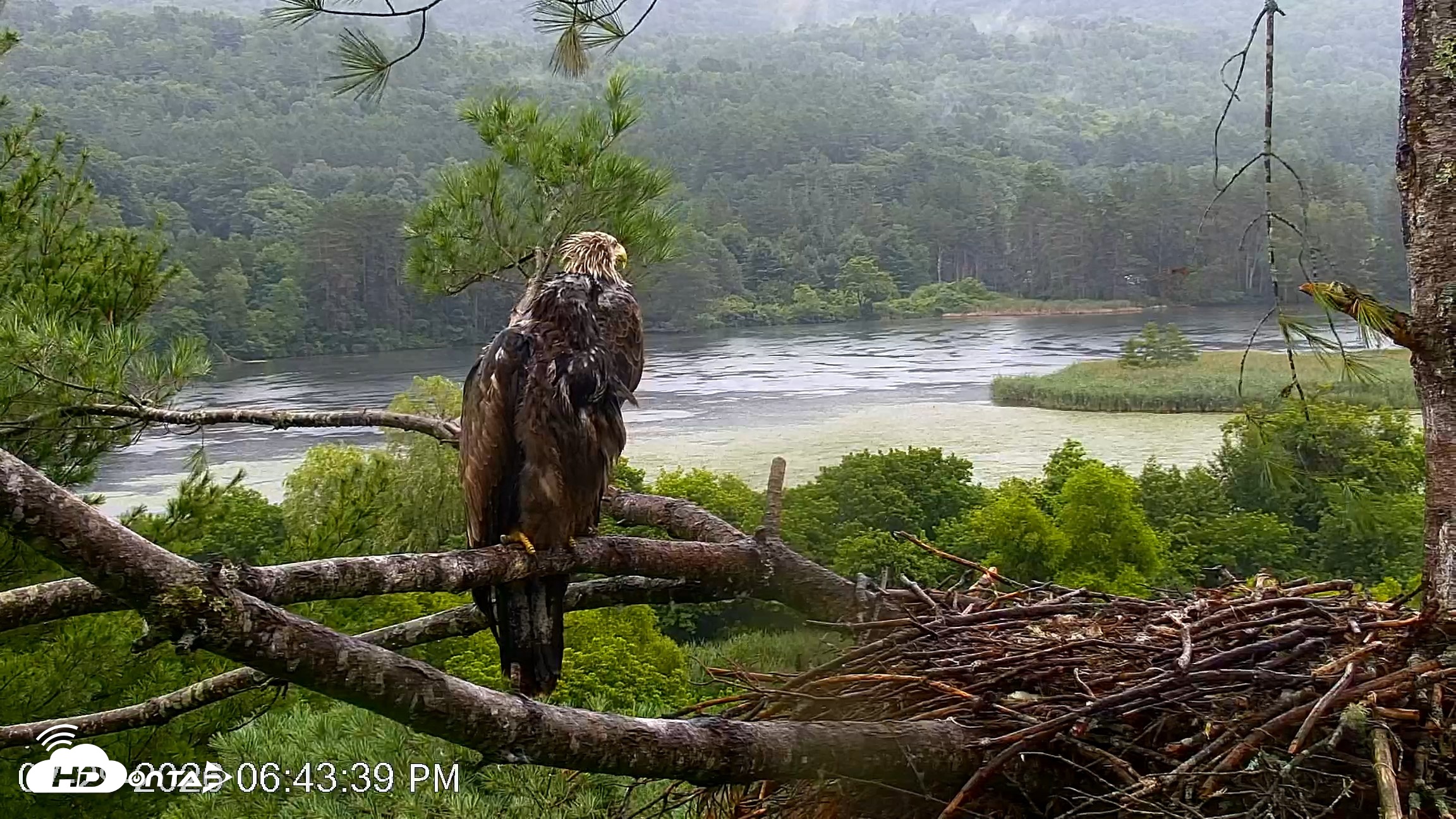 Snapshot of VINS Bald Eagles Nest Live Cams taken Jul 29, 2026, 6:44pm EDT
