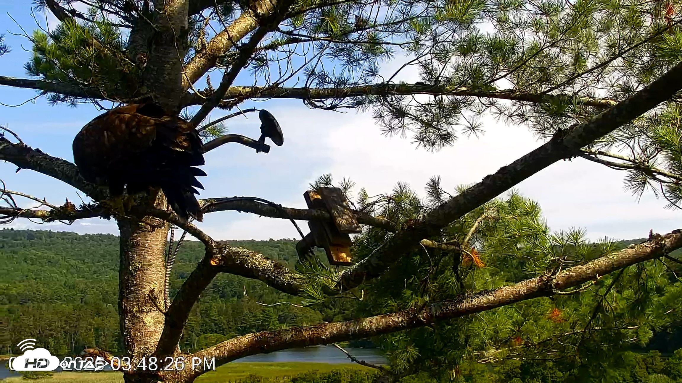 Snapshot of VINS Bald Eagles Nest Live Cams taken Jul 20, 2026, 3:49pm EDT