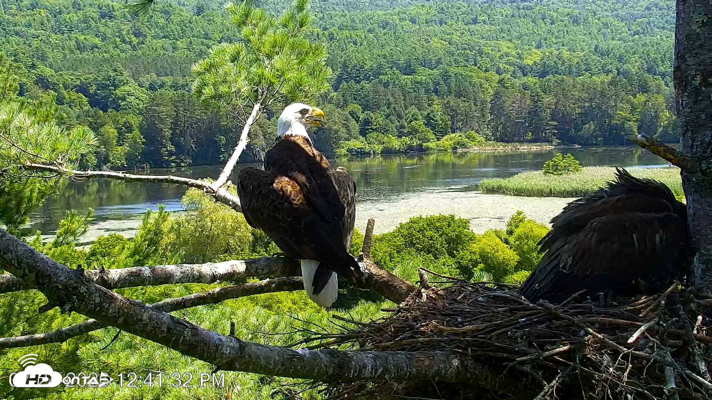 Snapshot of VINS Bald Eagles Nest Live Cams taken Jul 24, 2026, 12:42pm EDT
