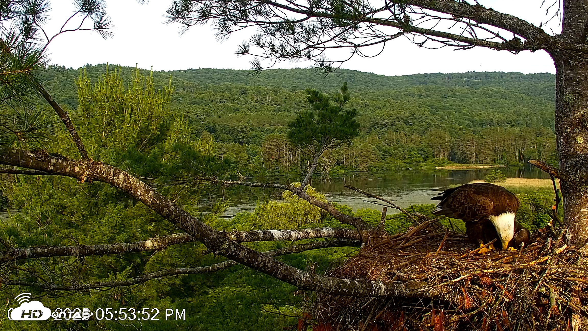 Snapshot of VINS Bald Eagles Nest Live Cams taken Jul 5, 2026, 5:55pm EDT