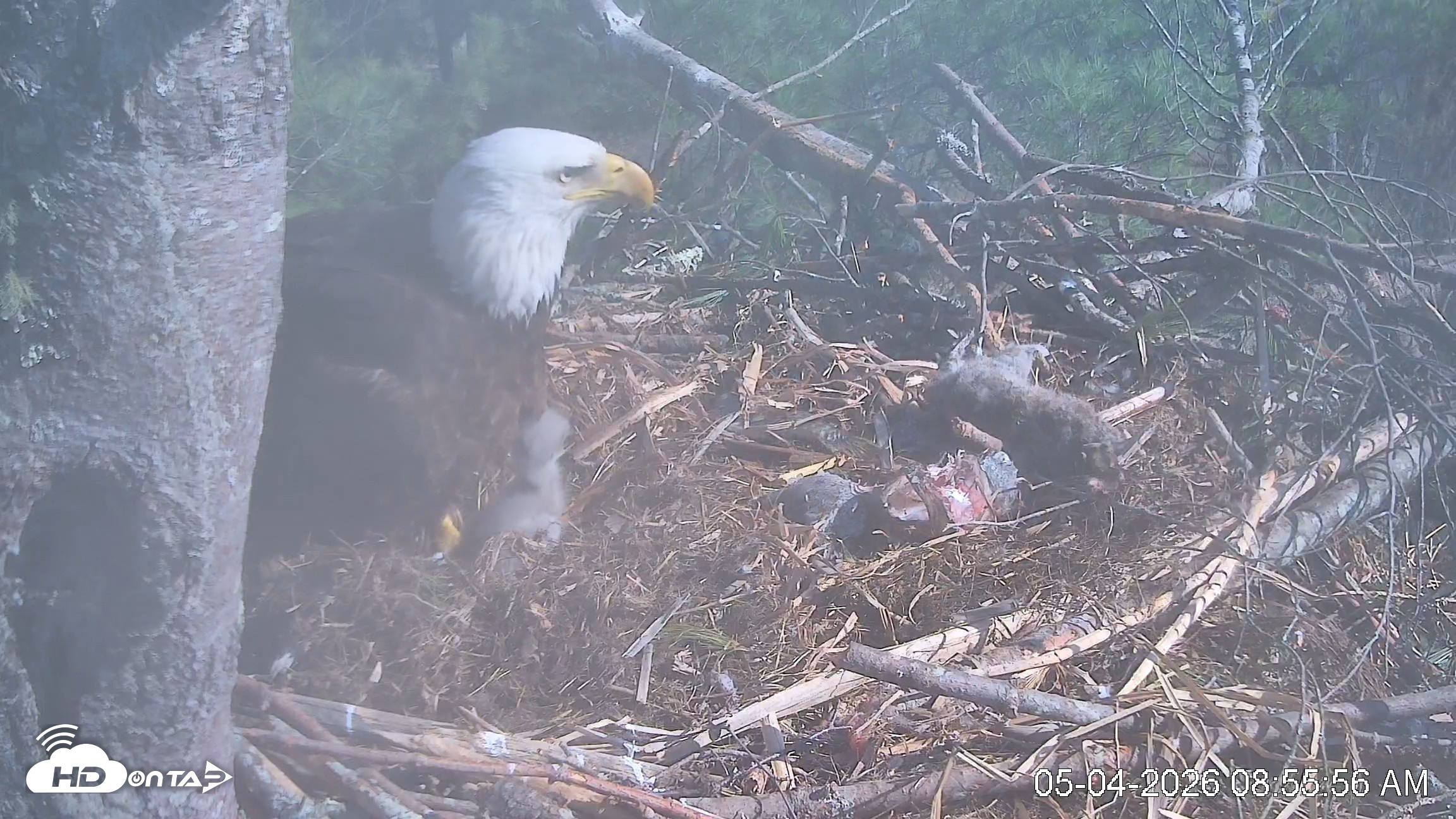 Snapshot of VINS Bald Eagles Nest Live Cams taken May 4, 2026, 8:56am EDT