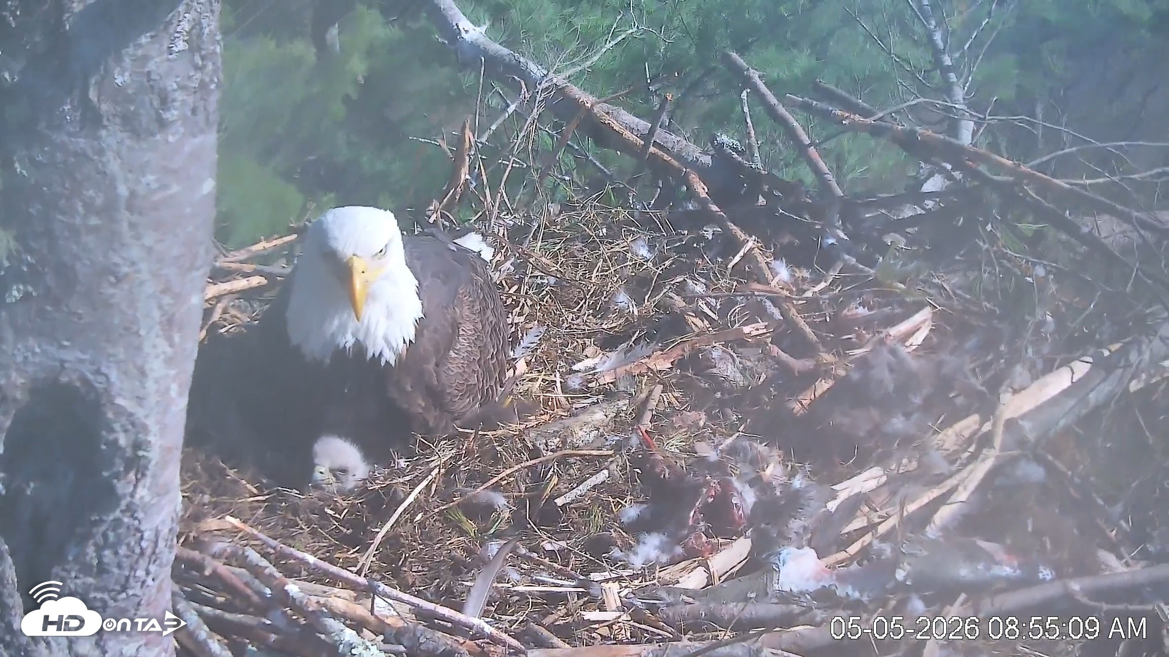 Snapshot of VINS Bald Eagles Nest Live Cams taken May 5, 2026, 8:55am EDT