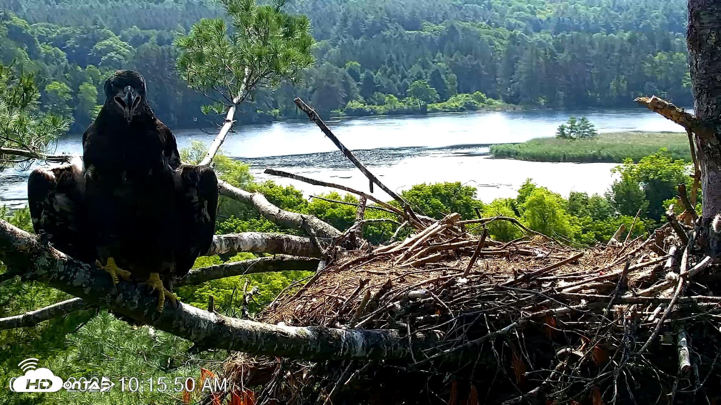 Snapshot of VINS Bald Eagles Nest Live Cams taken Jul 3, 2026, 10:16am EDT