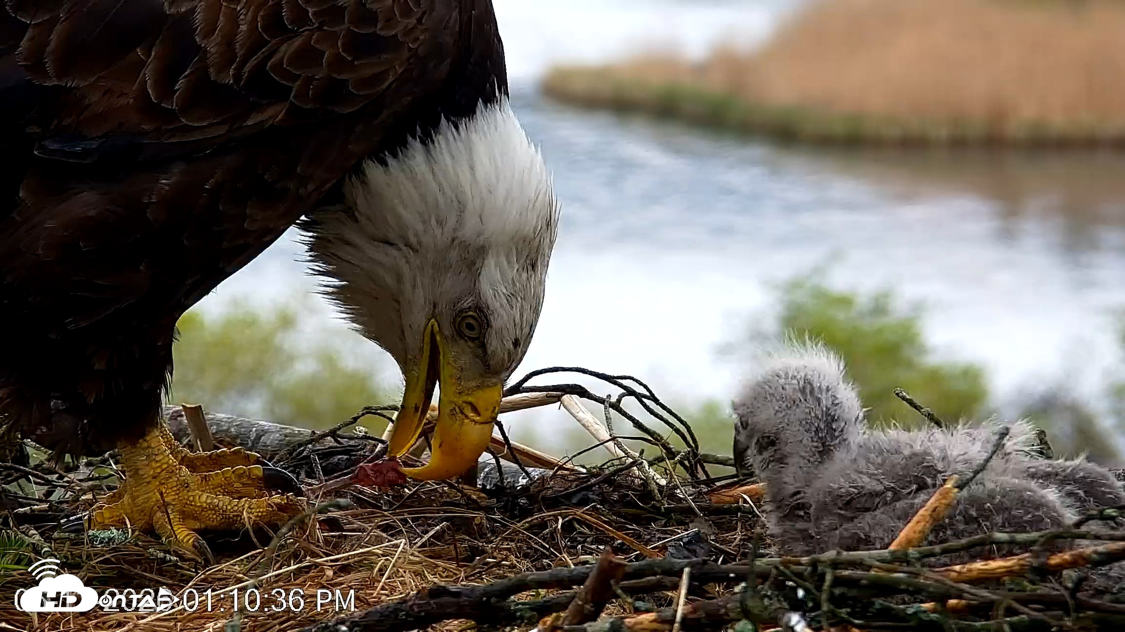 Snapshot of VINS Bald Eagles Nest Live Cams taken May 13, 2026, 1:11pm EDT