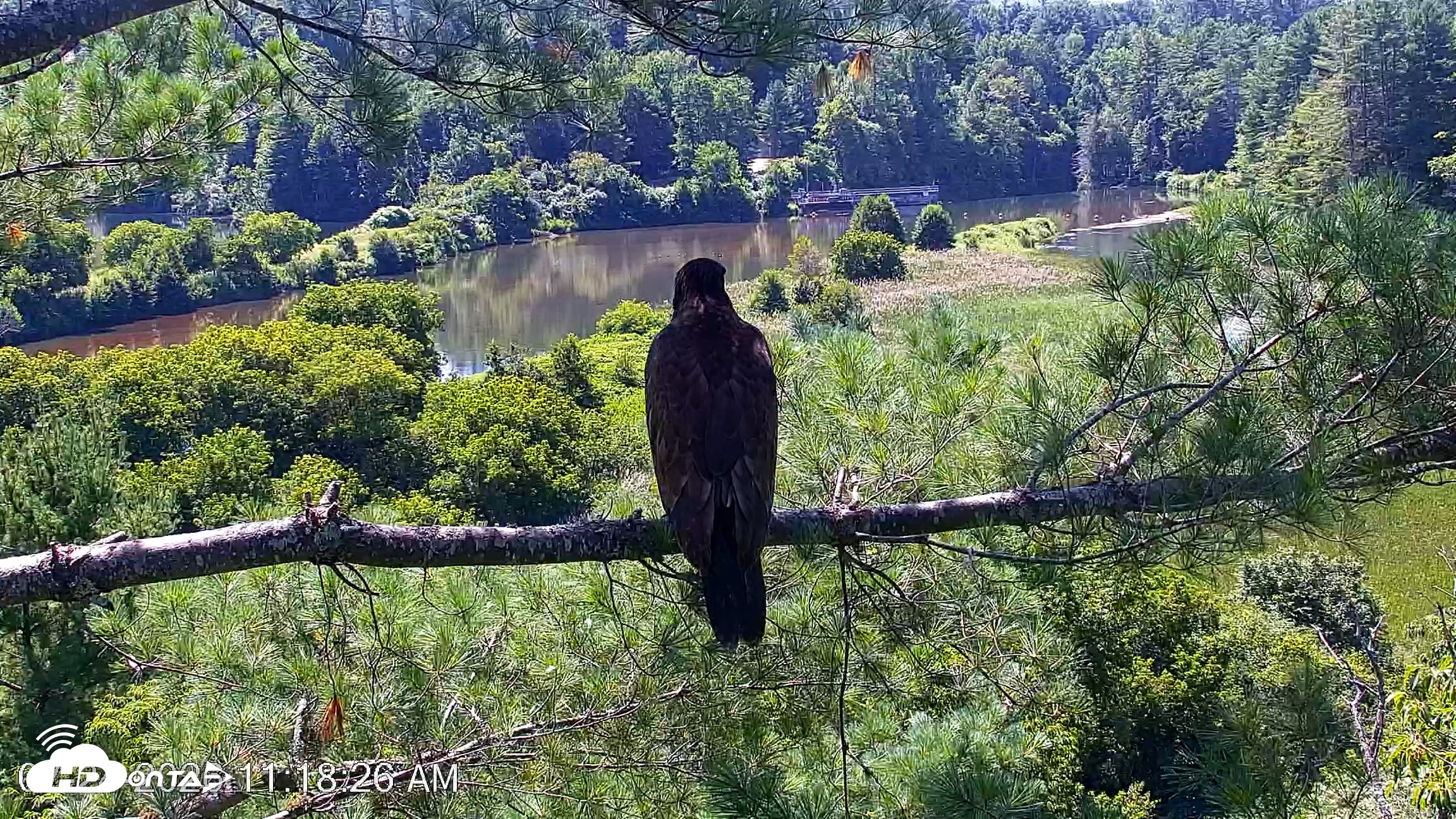 Snapshot of VINS Bald Eagles Nest Live Cams taken Jul 24, 2026, 11:19am EDT
