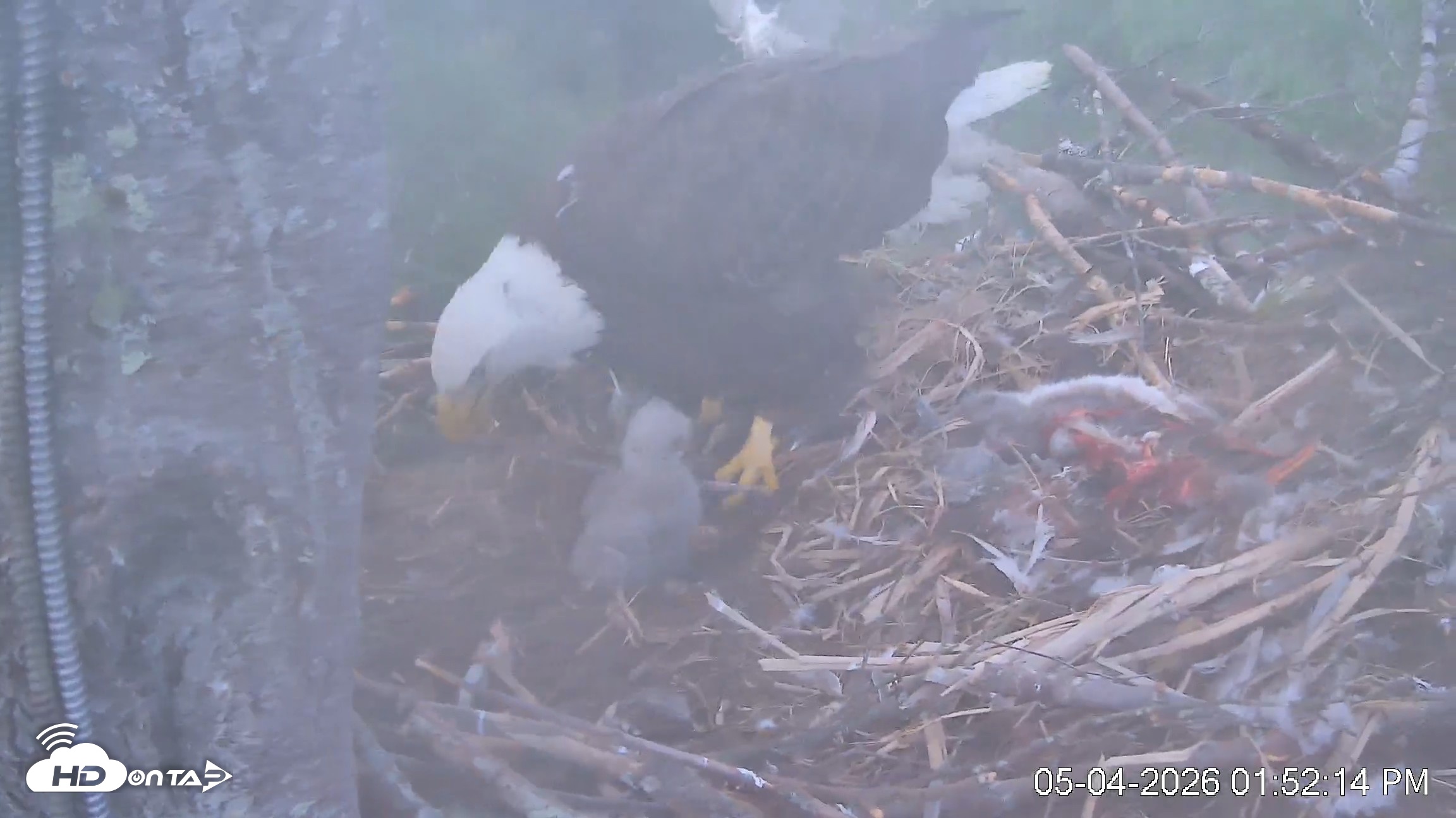 Snapshot of VINS Bald Eagles Nest Live Cams taken May 4, 2026, 1:52pm EDT