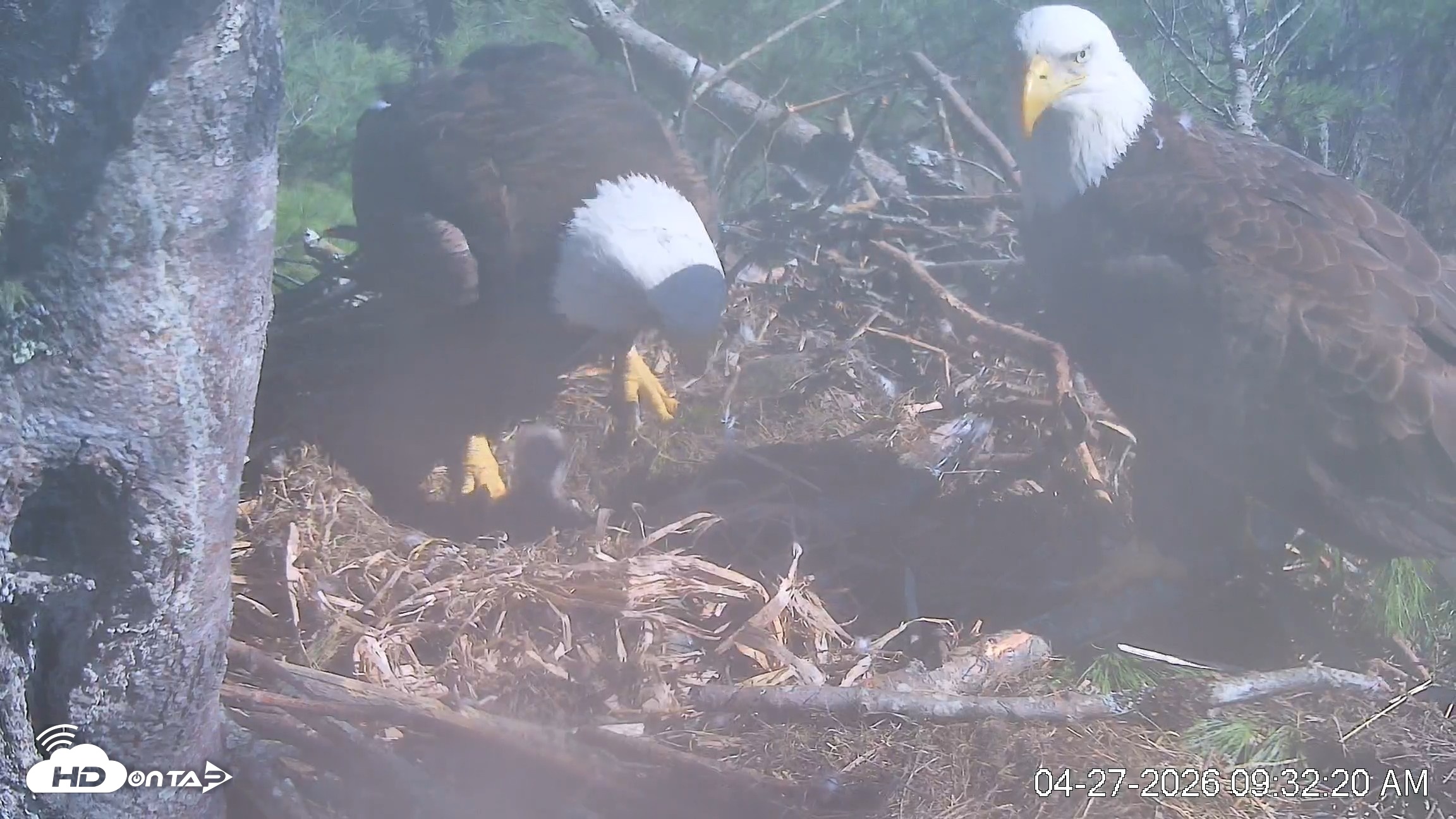 Snapshot of VINS Bald Eagles Nest Live Cams taken Apr 27, 2026, 9:33am EDT