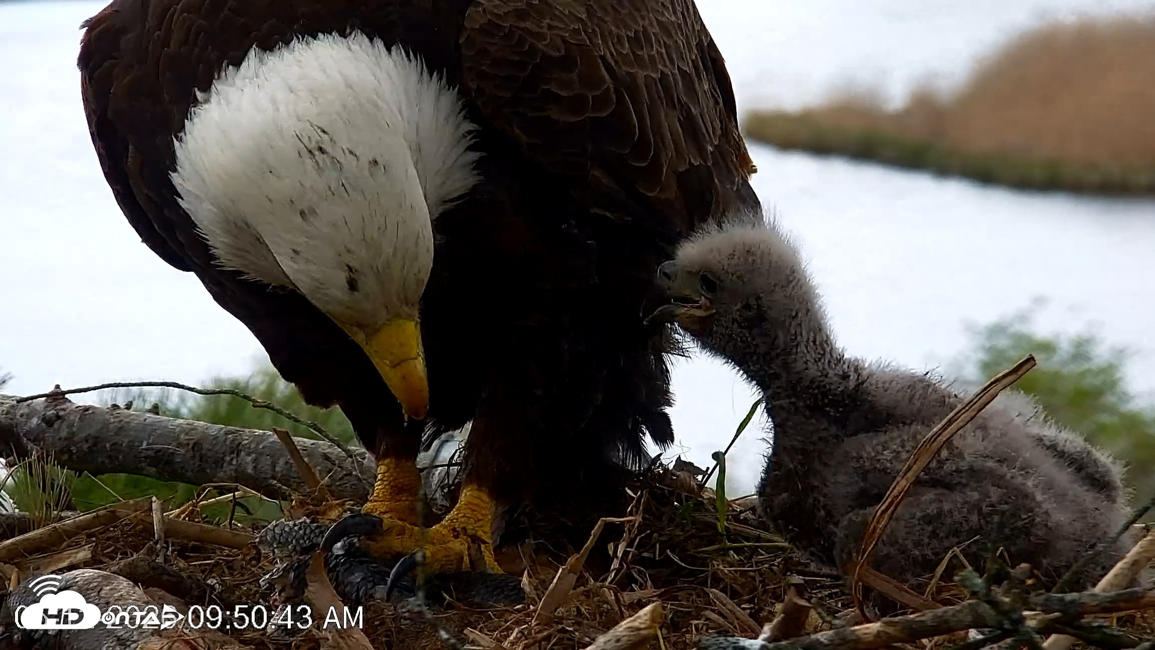 Snapshot of VINS Bald Eagles Nest Live Cams taken May 12, 2026, 9:51am EDT