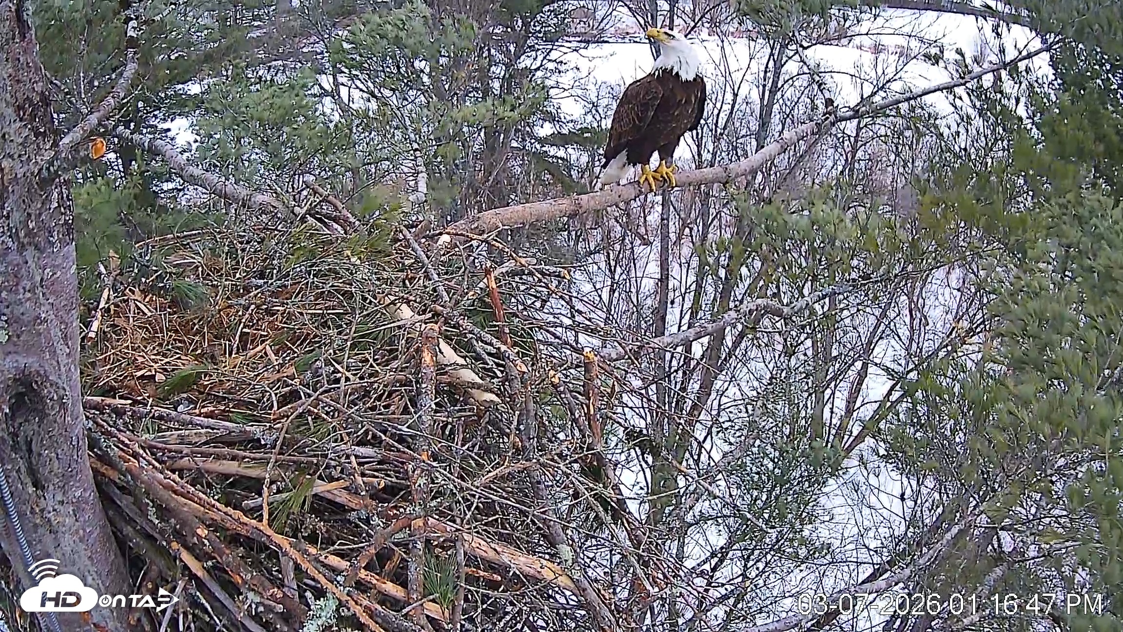 Snapshot of VINS Bald Eagles Nest Live Cams taken Mar 7, 2026, 1:17pm EST