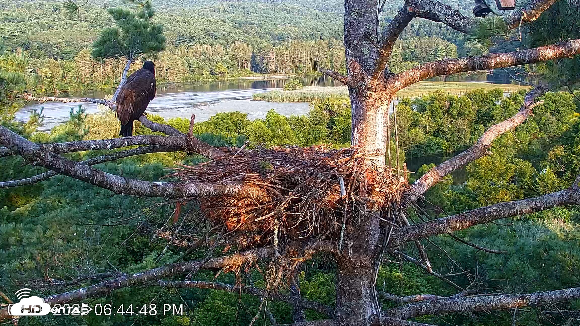Snapshot of VINS Bald Eagles Nest Live Cams taken Aug 16, 2026, 6:45pm EDT