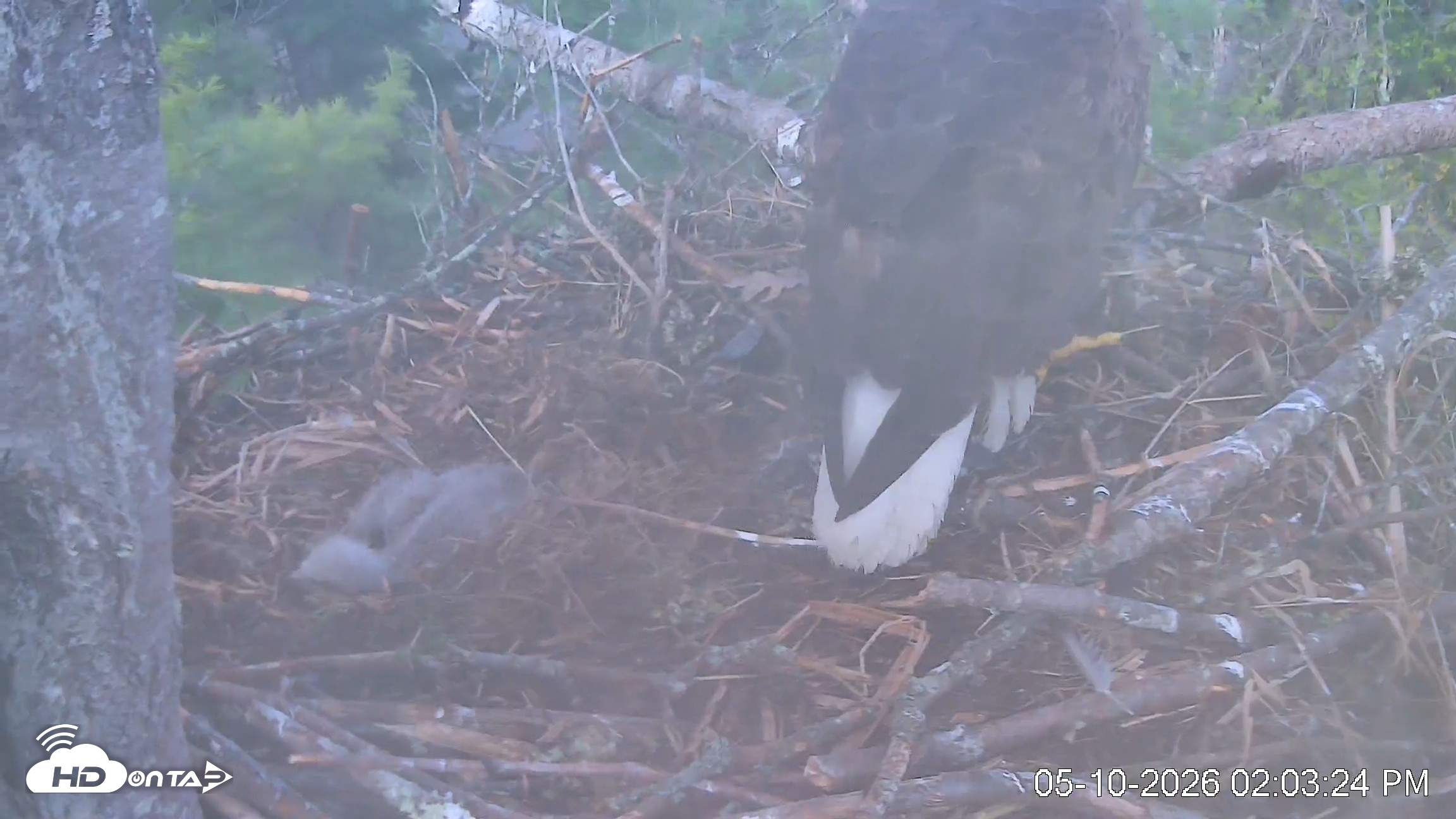 Snapshot of VINS Bald Eagles Nest Live Cams taken May 10, 2026, 2:04pm EDT
