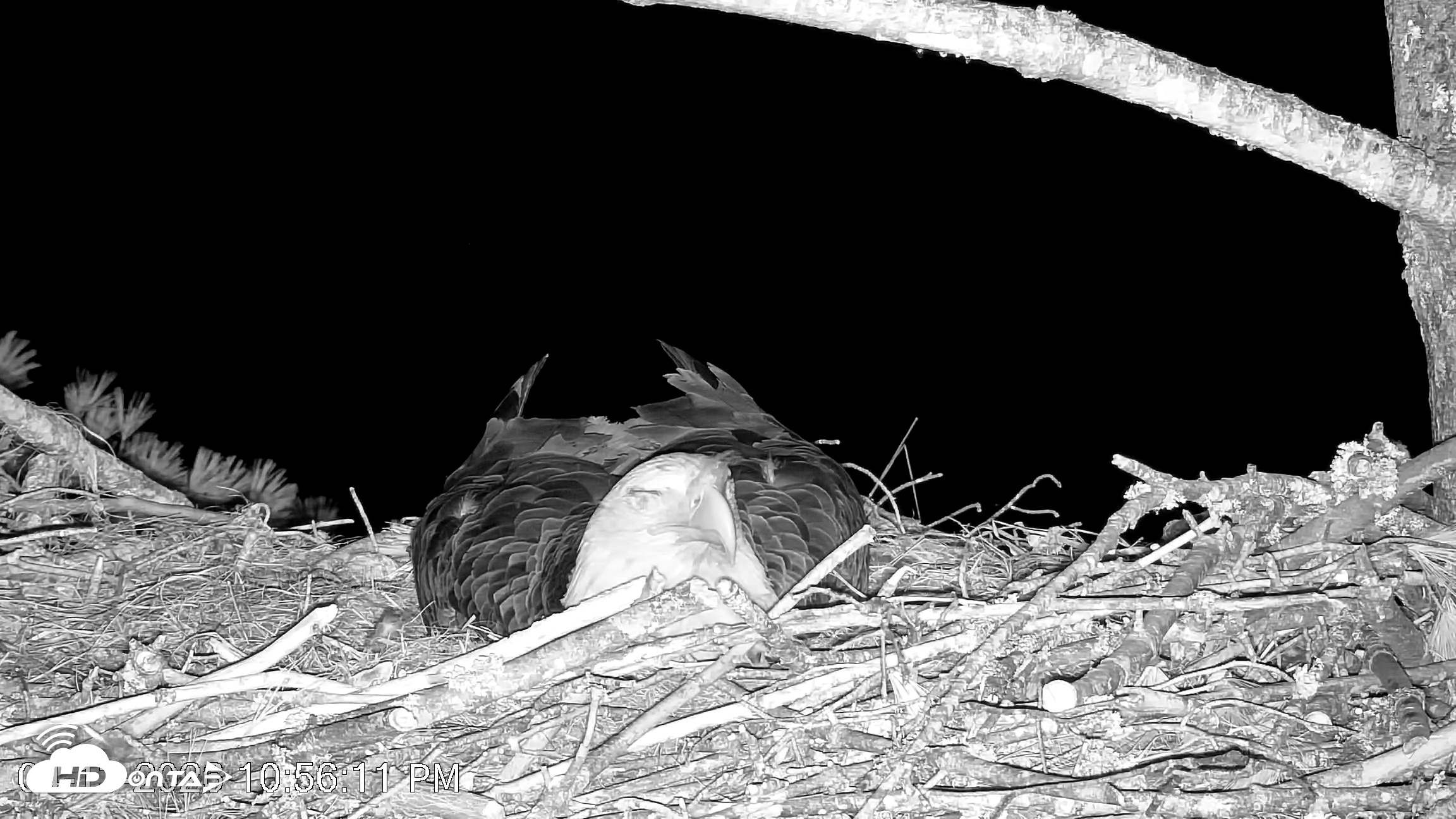 Snapshot of VINS Bald Eagles Nest Live Cams taken Apr 13, 2026, 10:56pm EDT